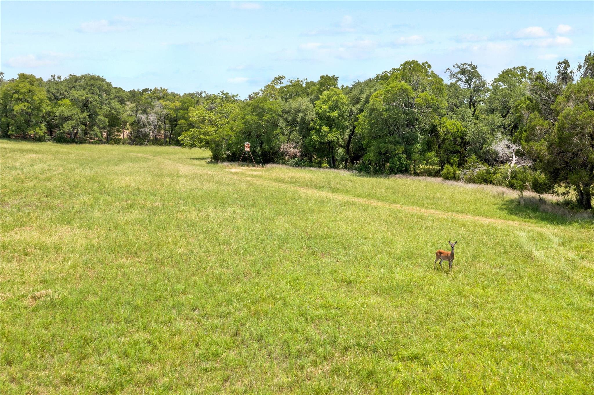 1128 Posey Ranch Rd, Fischer, TX 78623