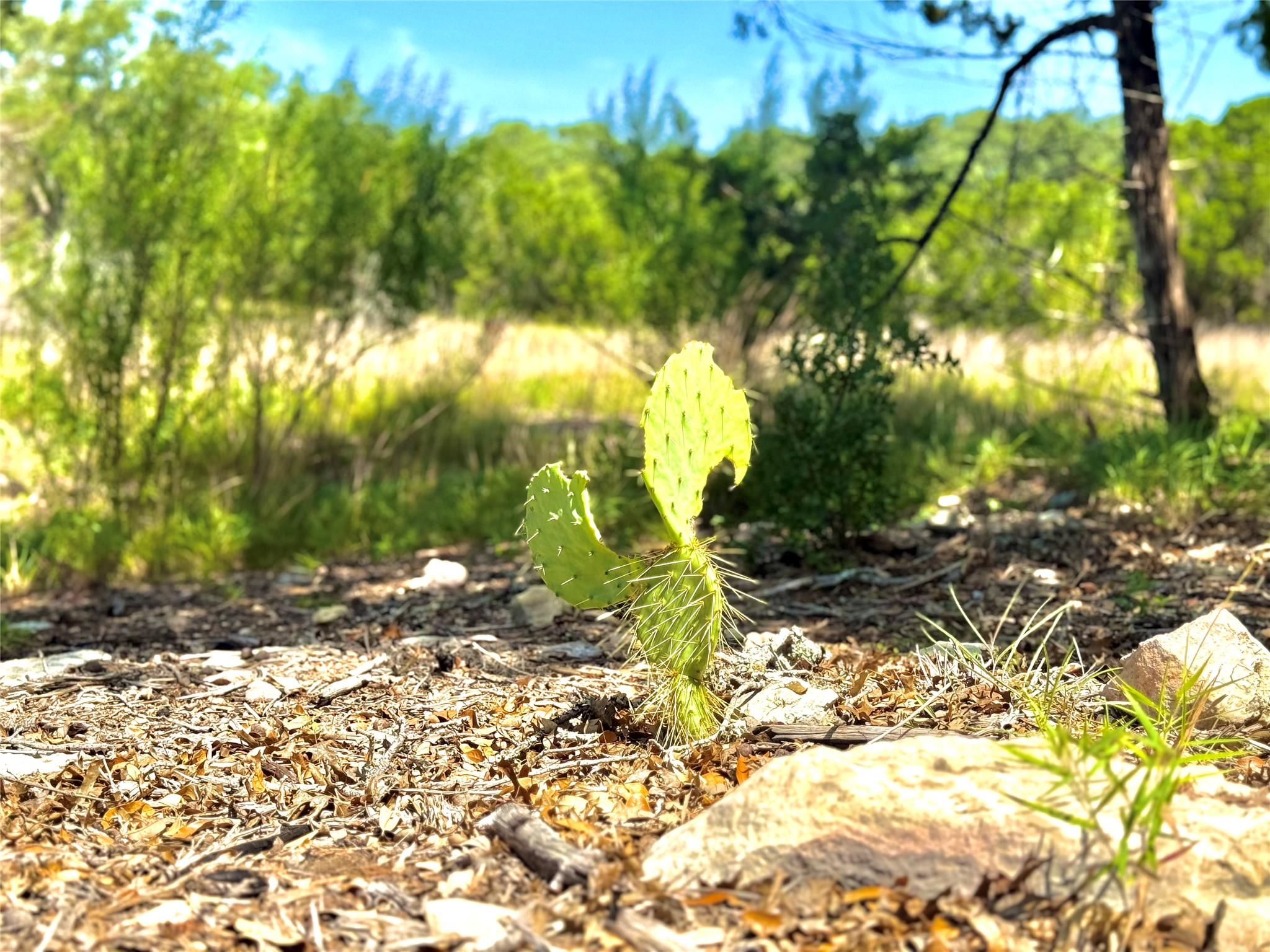 833 Bell Canyon Way, Bulverde, TX 78163