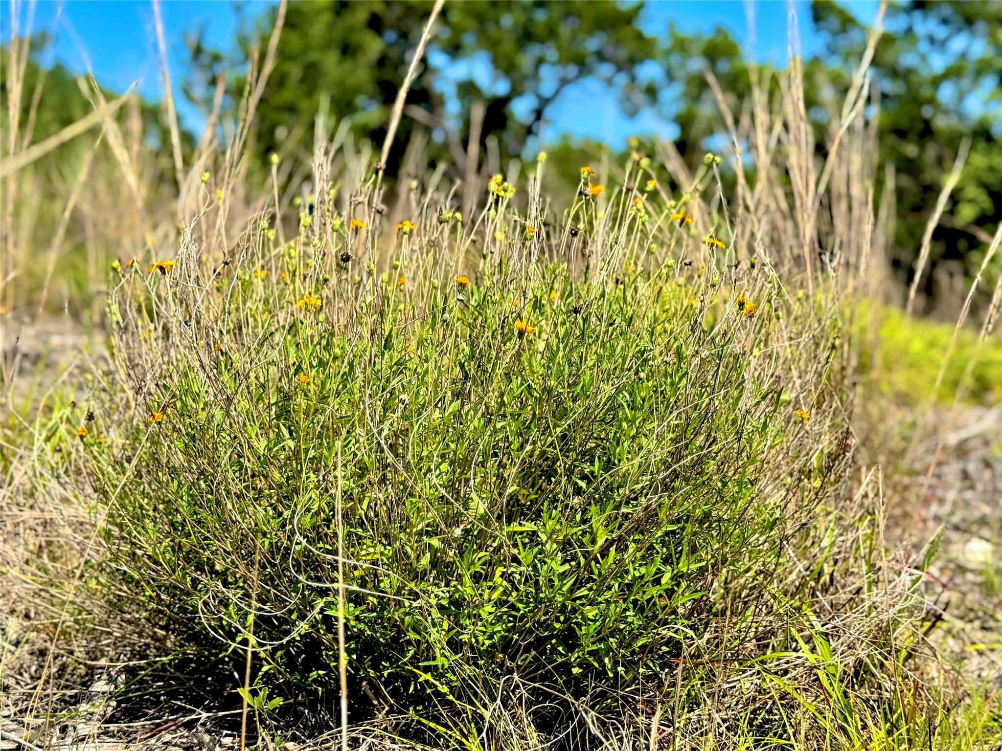 833 Bell Canyon Way, Bulverde, TX 78163