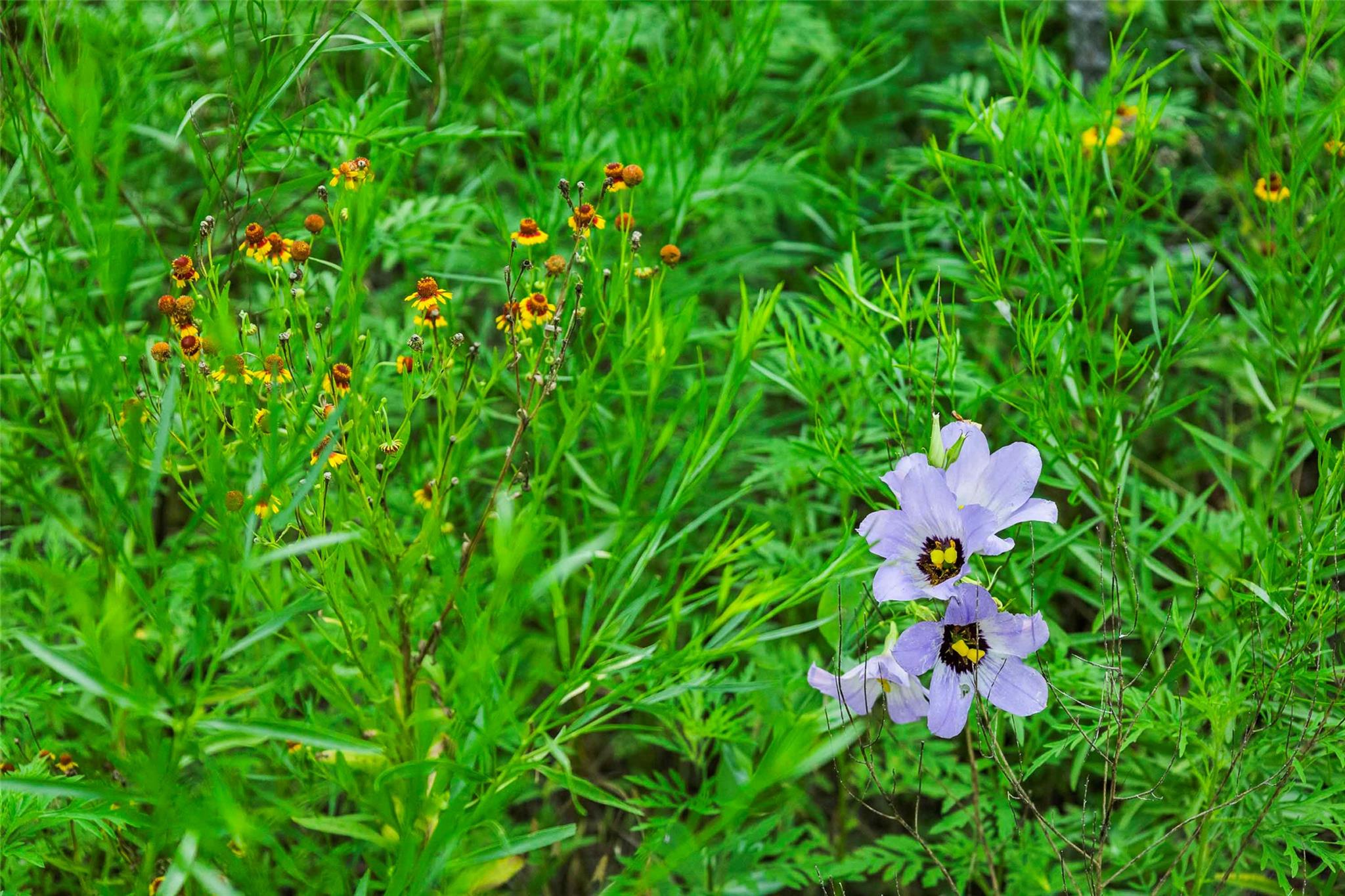 12175 N US Hwy 183, Florence, TX 76527