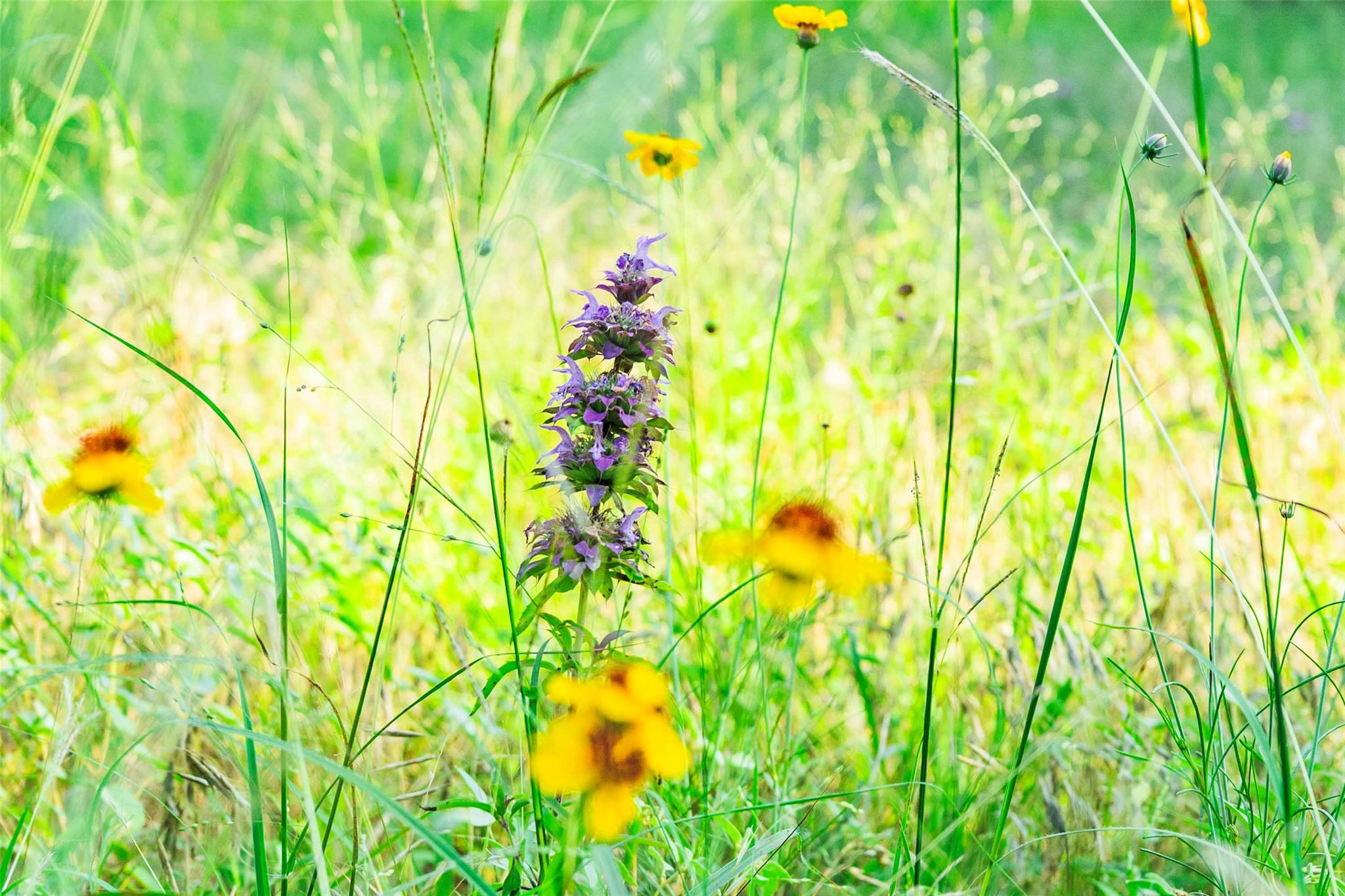 12175 N US Hwy 183, Florence, TX 76527