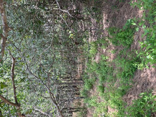 103 Mann Ln, Cedar Creek, TX 78612