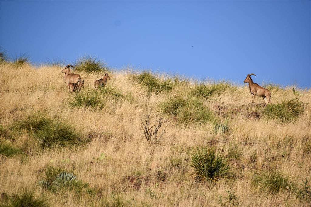 213 Circle C Ave, FortDavis, TX 79734