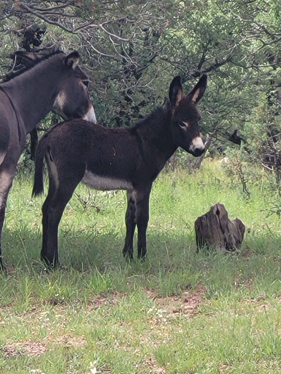 213 Circle C Ave, FortDavis, TX 79734