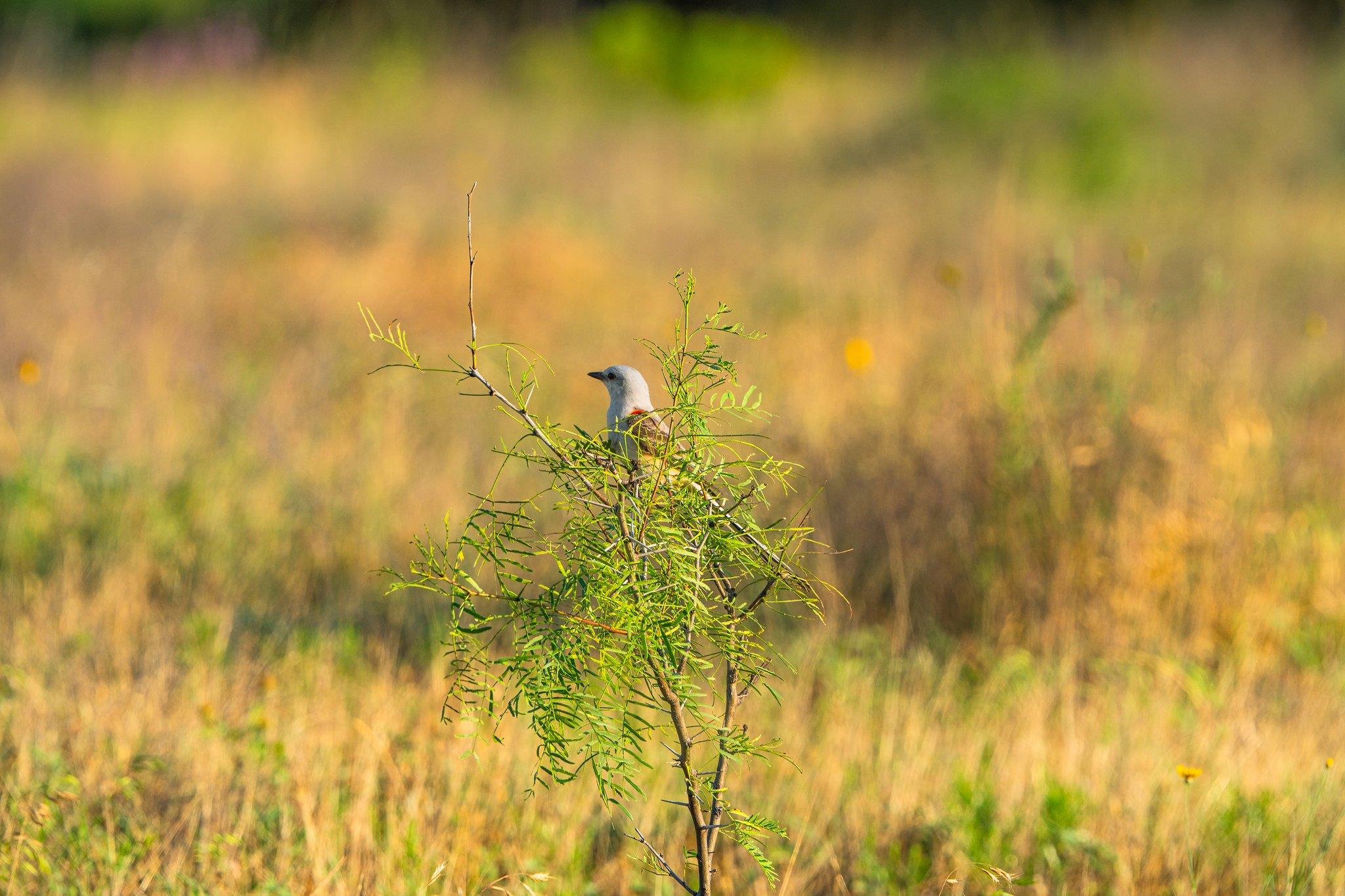 1305 County Road 3800, Lampasas, TX 76550