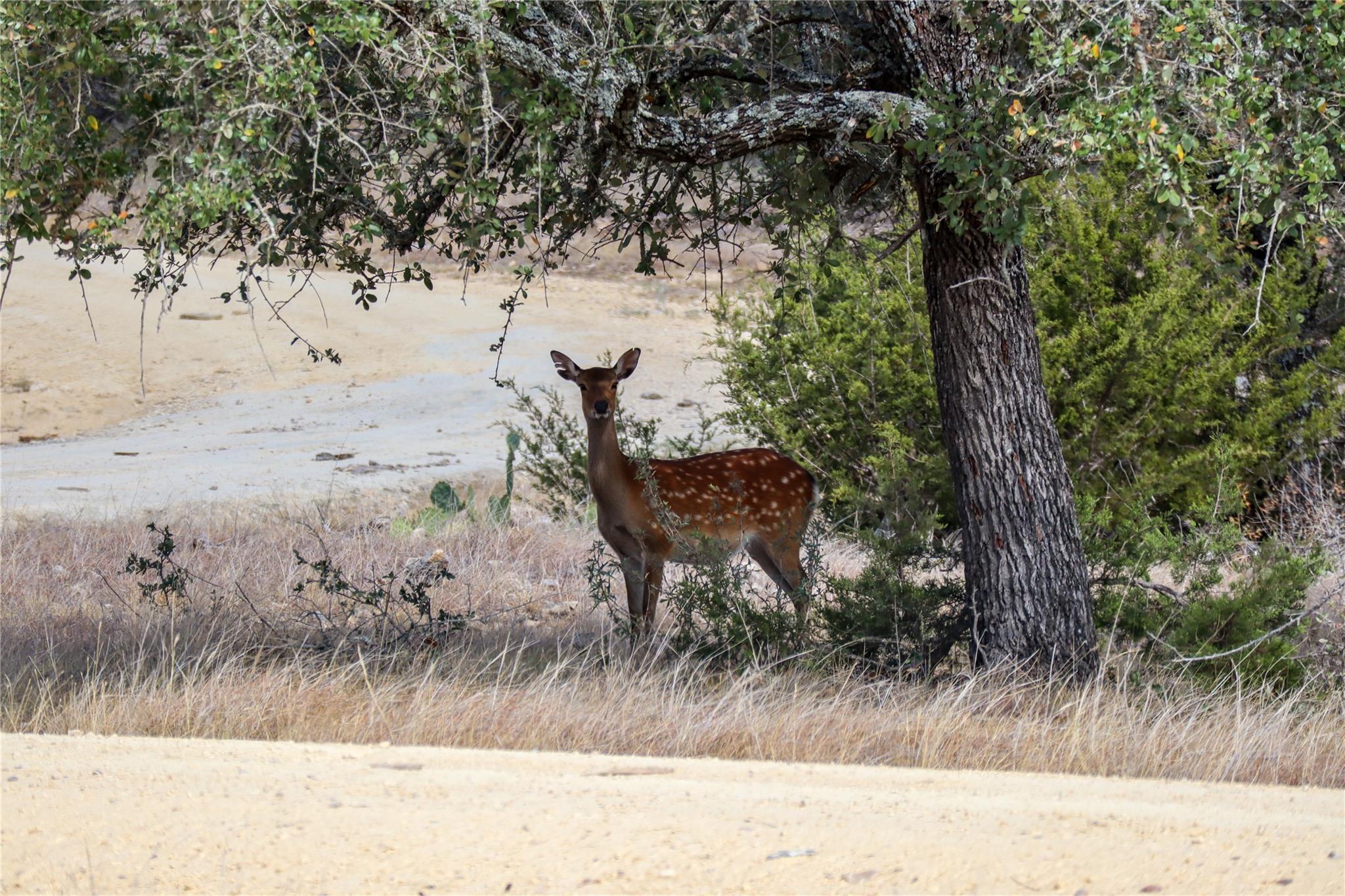 TBD E Starview Cove Cv # Lot 168, Blanco, TX 78606