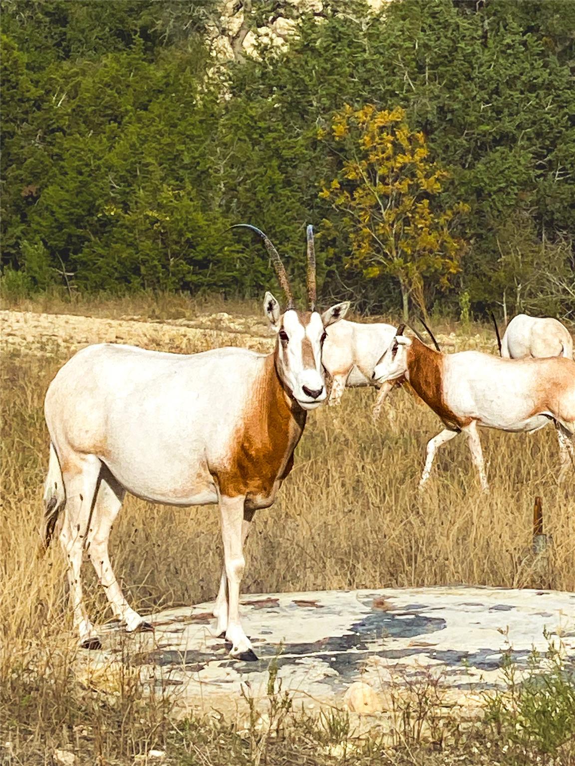 TBD E Starview Cove Cv # Lot 168, Blanco, TX 78606