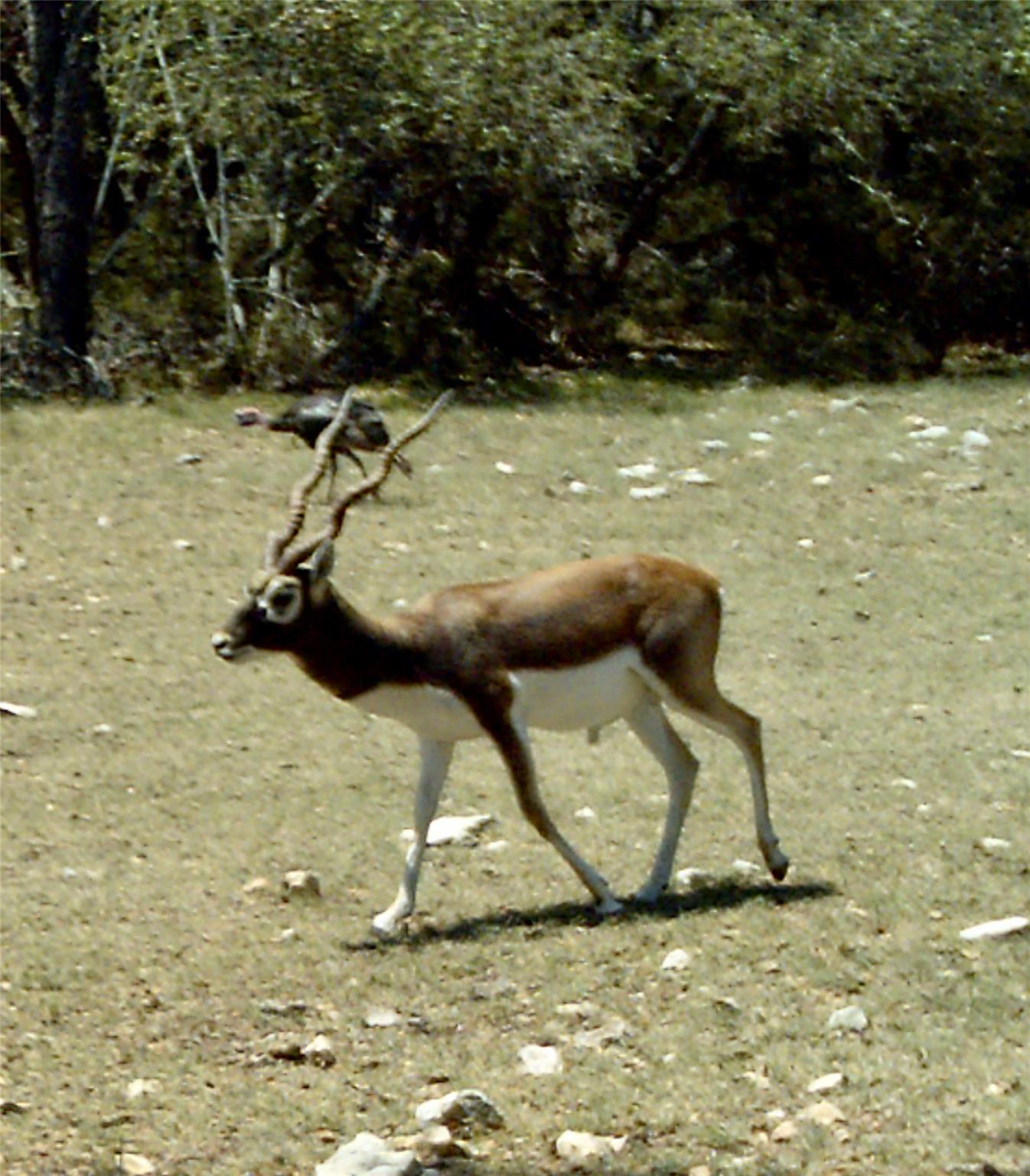 TBD E Starview Cove Cv # Lot 168, Blanco, TX 78606