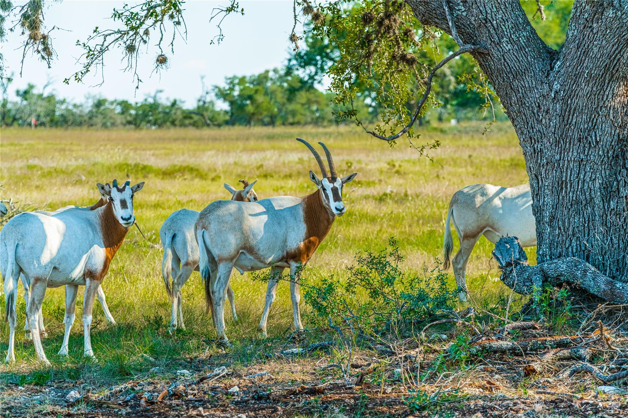 TBD E Starview Cove Cv # Lot 168, Blanco, TX 78606