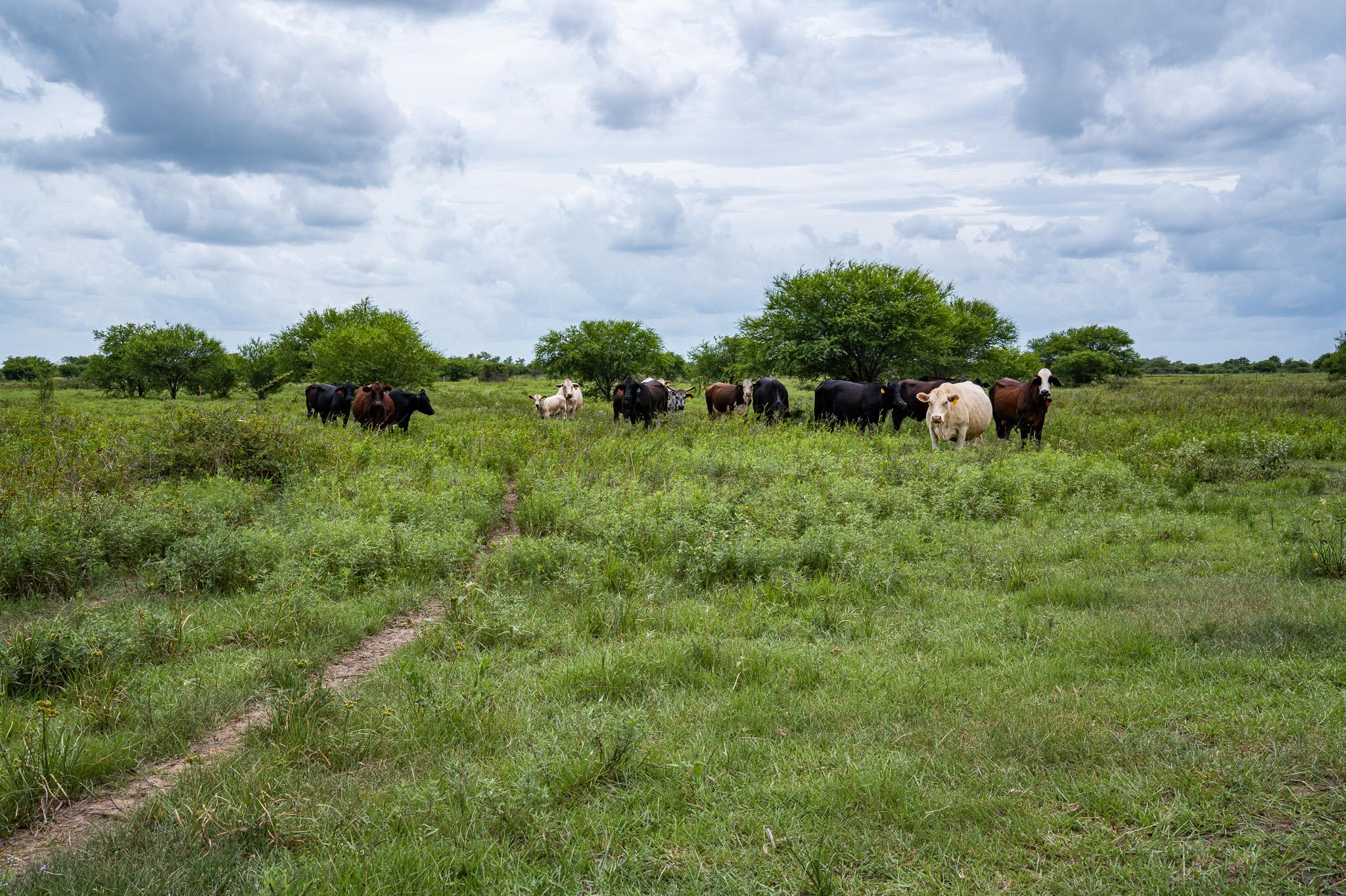 TBD Rice Rd, Bernardo, TX 78933