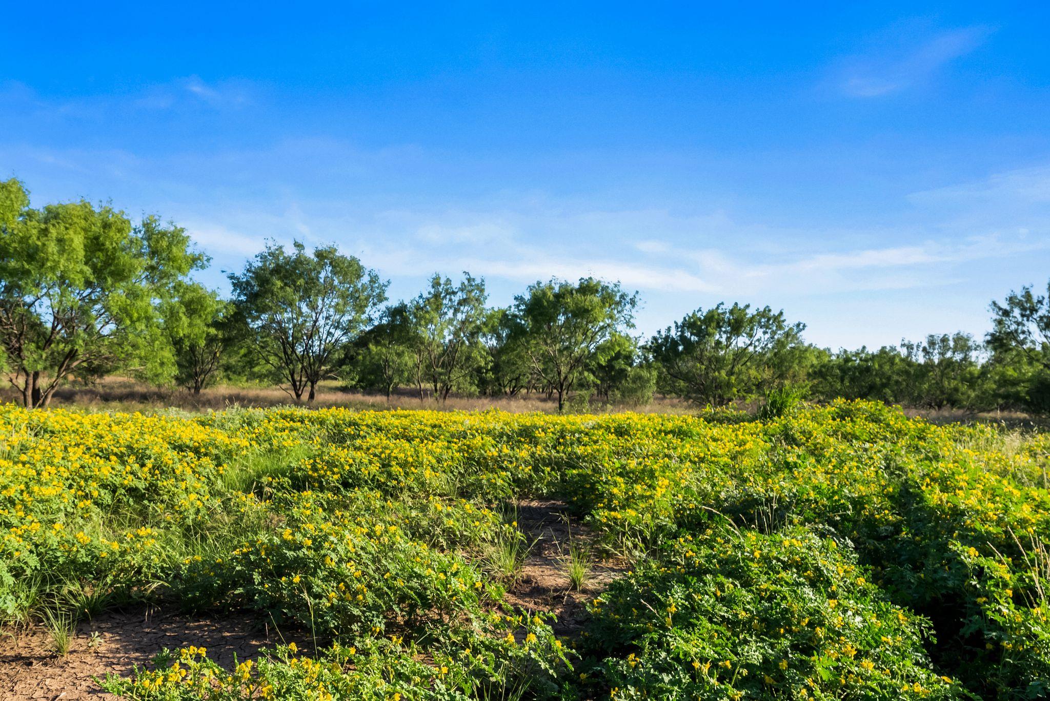 2186 Fm 1028, Rochelle, TX 76872