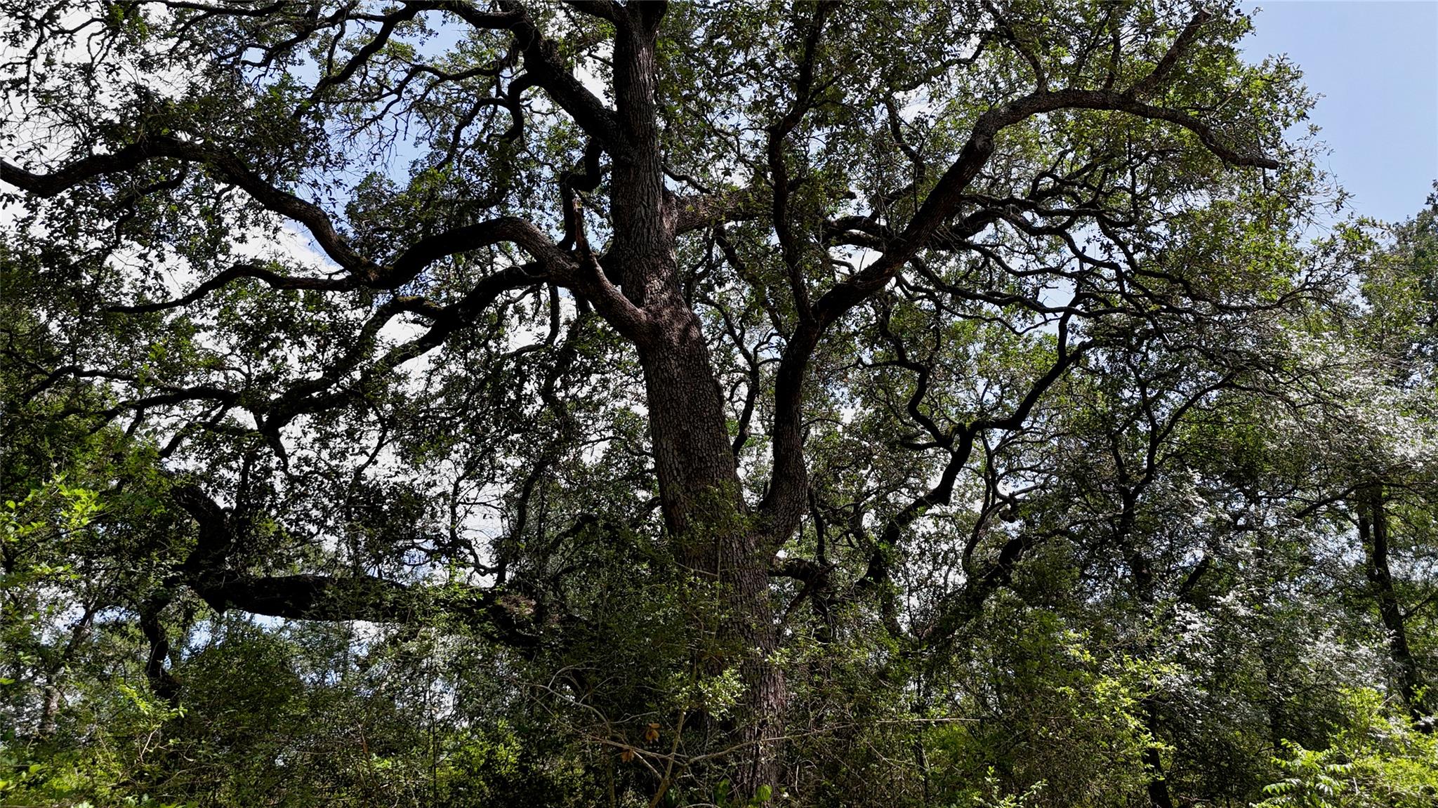 TBD CR 420, Waelder, TX 78959