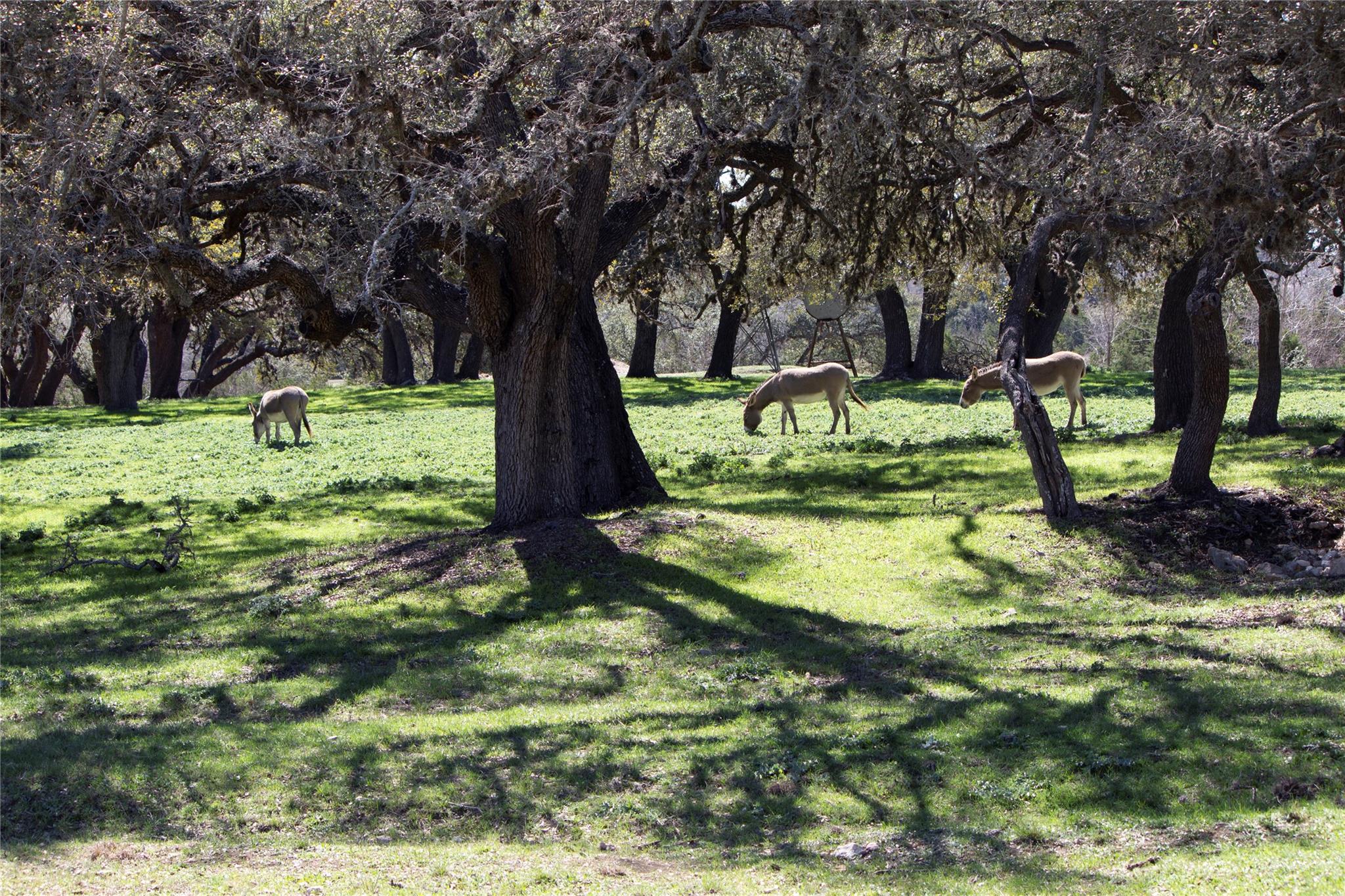 TBD W Starview Cv, Blanco, TX 78606