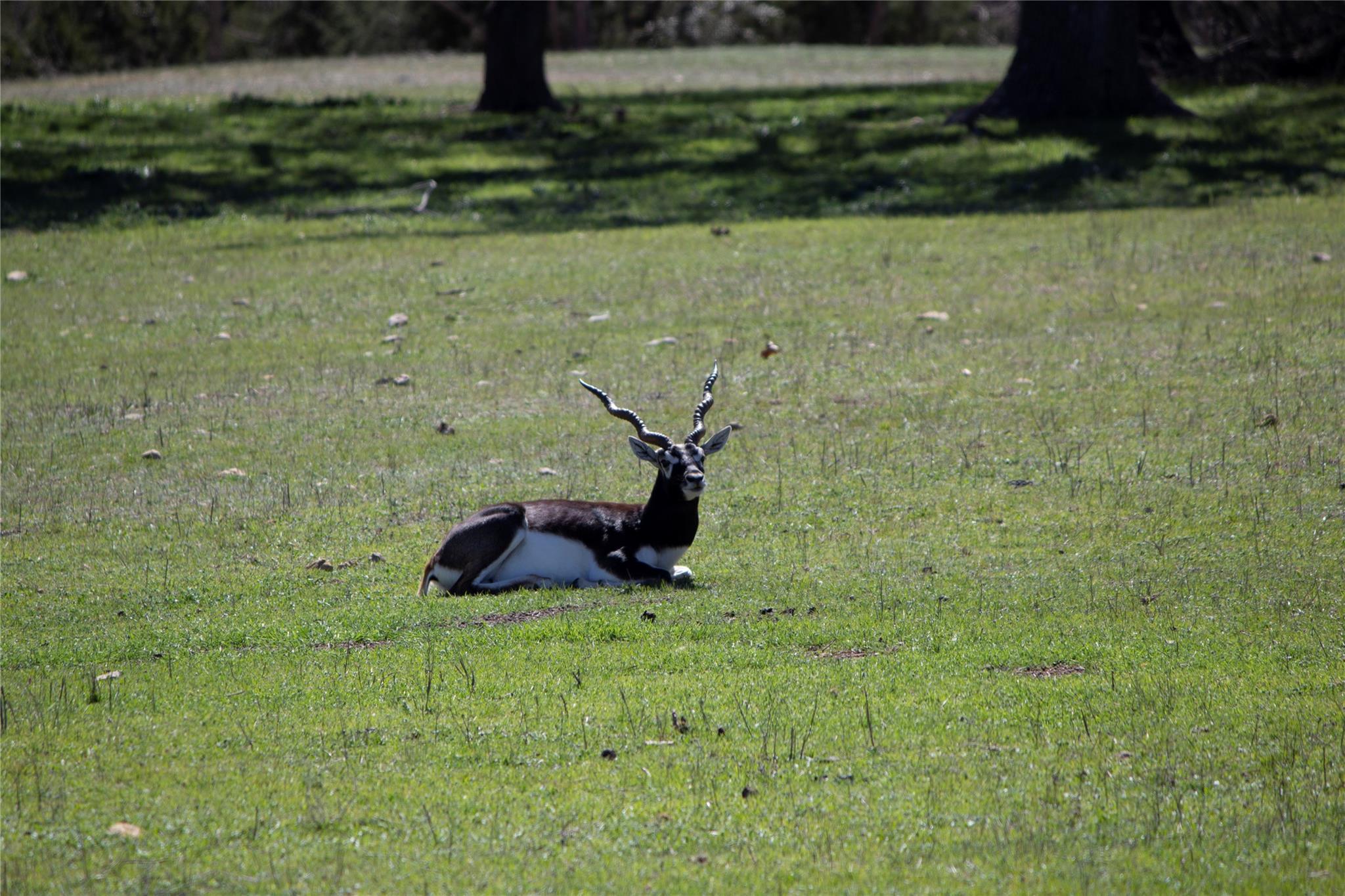 TBD W Starview Cv, Blanco, TX 78606