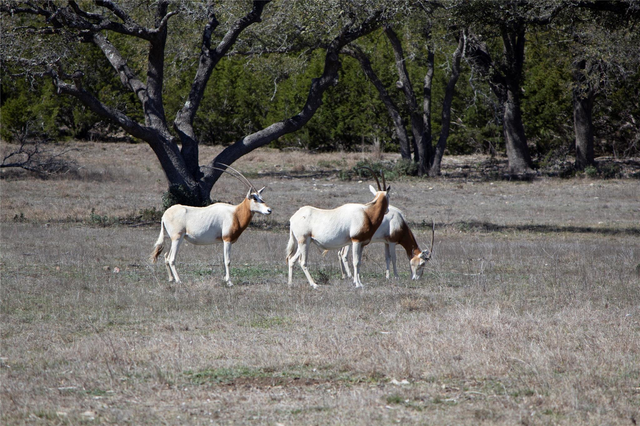 TBD W Starview Cv, Blanco, TX 78606