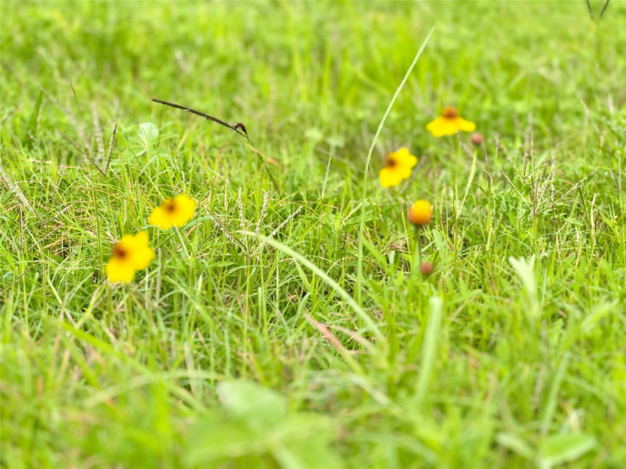 TBD Tract 105 Pin Tail Ln, Columbus, TX 78934