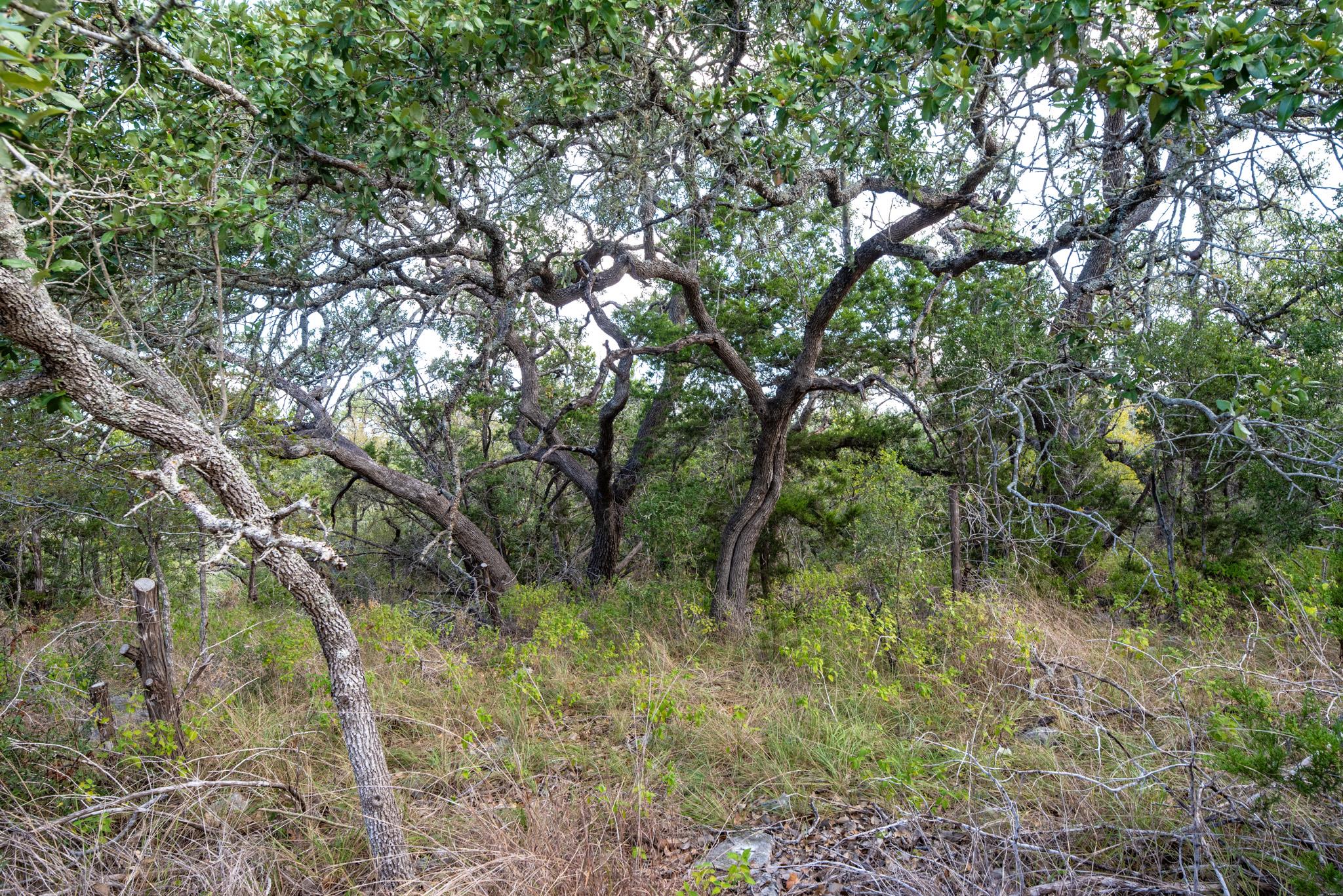 600 Summit Pass, San Marcos, TX 78666