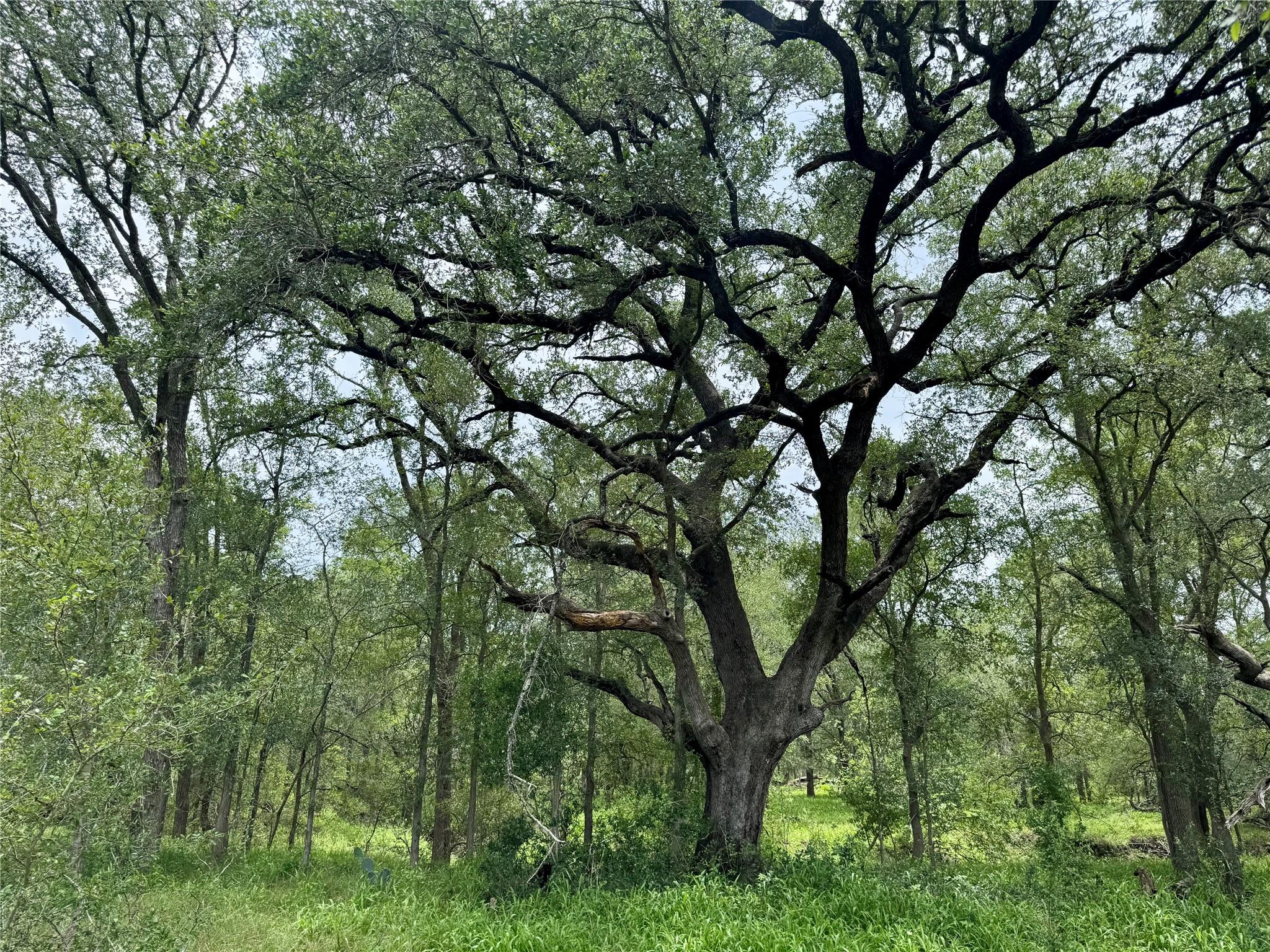 TBD CR 171, Nixon, TX 78140