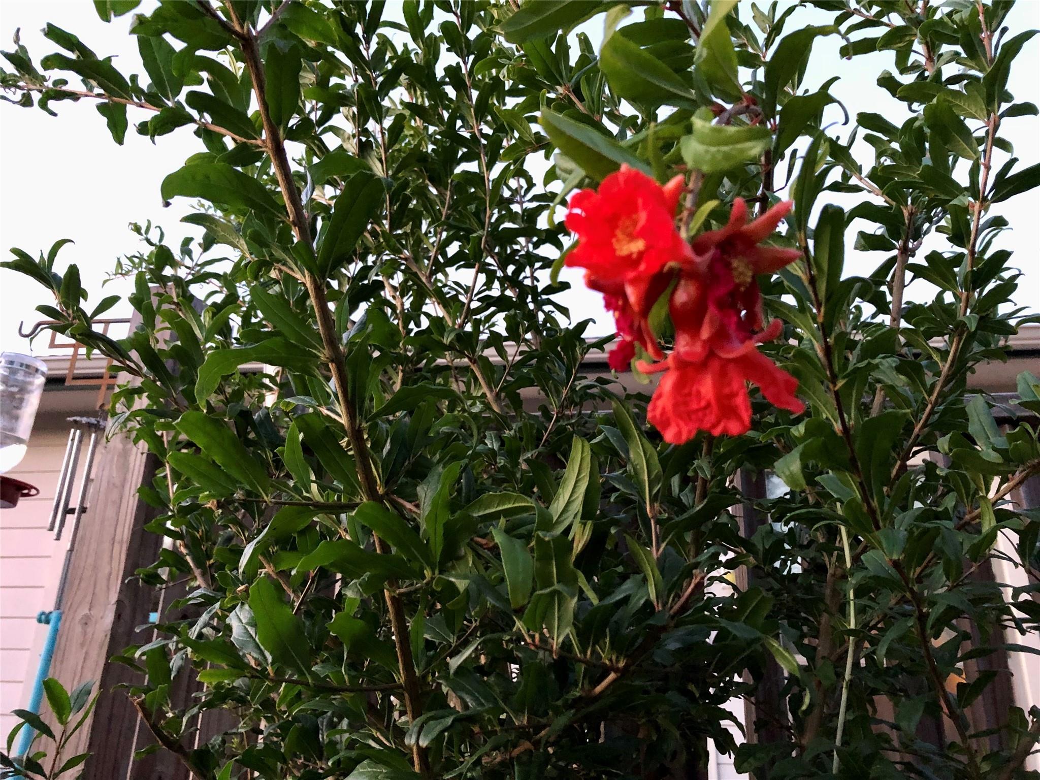 5013 Sendero Springs Dr, Round Rock, TX 78681