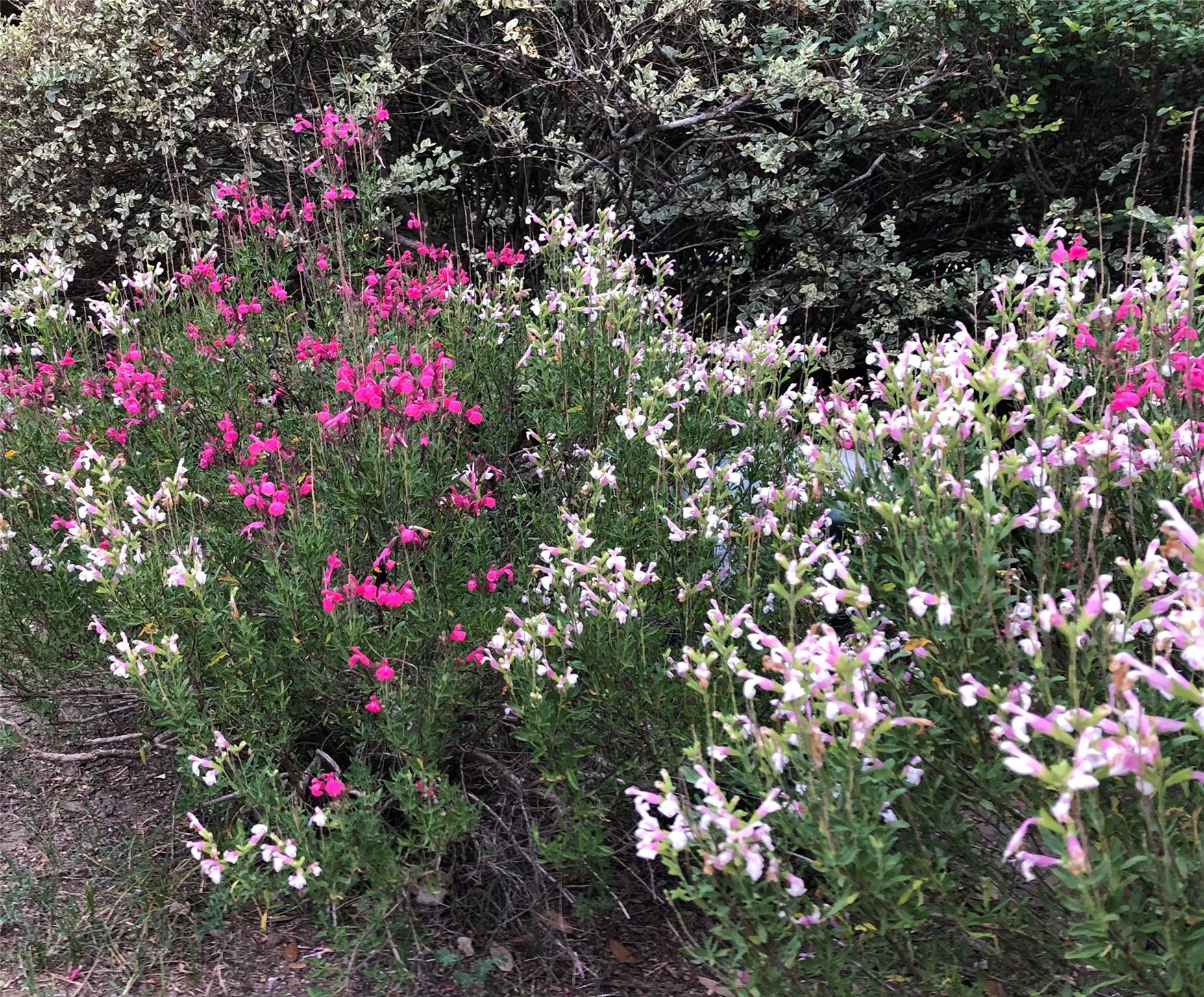 5013 Sendero Springs Dr, Round Rock, TX 78681