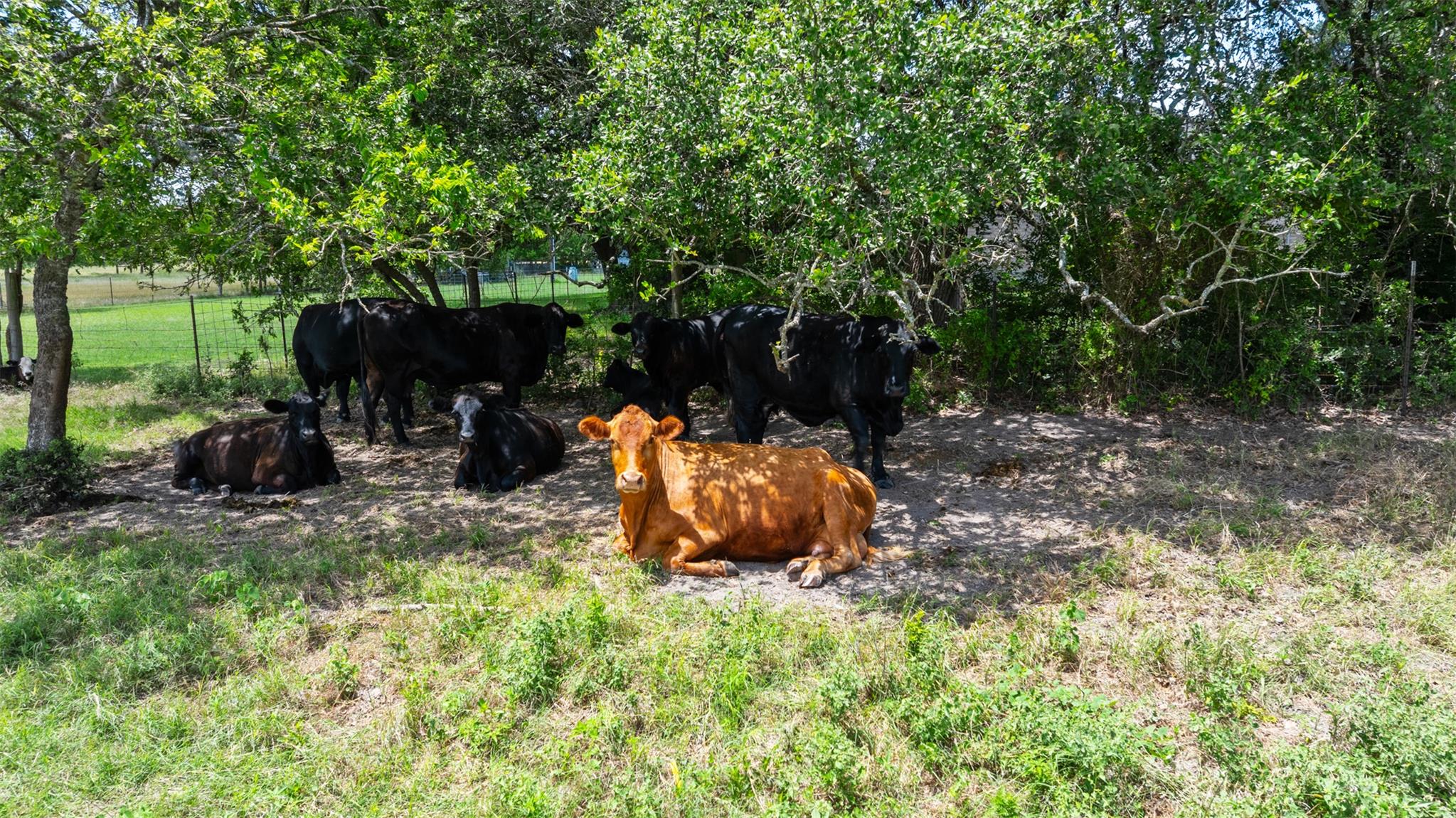 100 Rundberg Dr, Jarrell, TX 76537