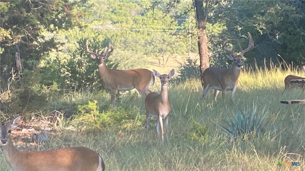 4360 Flint Oak Dr, Belton, TX 76513