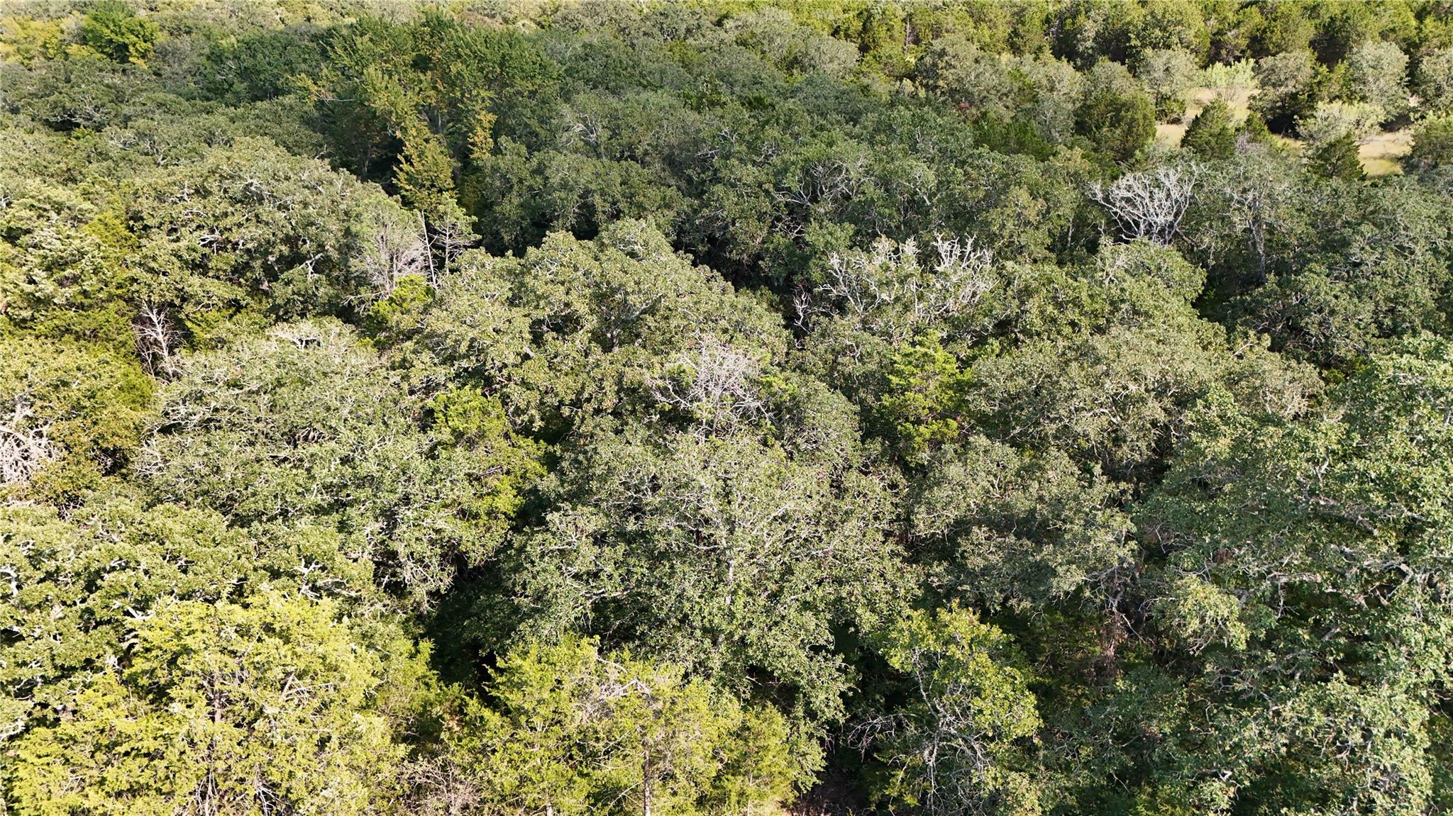 TBD FM 2336, McDade, TX 78650