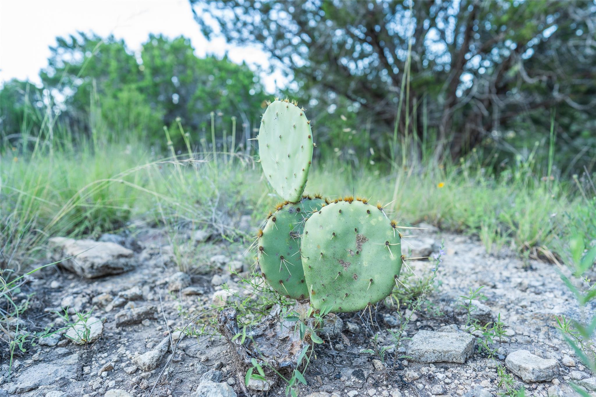 TBD Crabapple Rd, Blanco, TX 78660