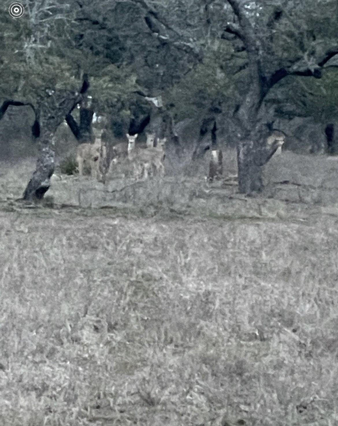 TBD Winnie Smith Rd, Round Mountain, TX 78663