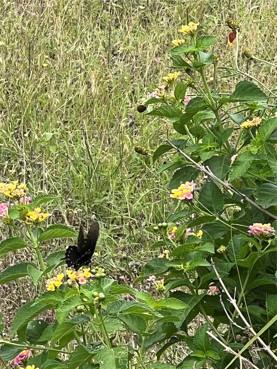 259 BLANCO Dr, Wimberley, TX 78676