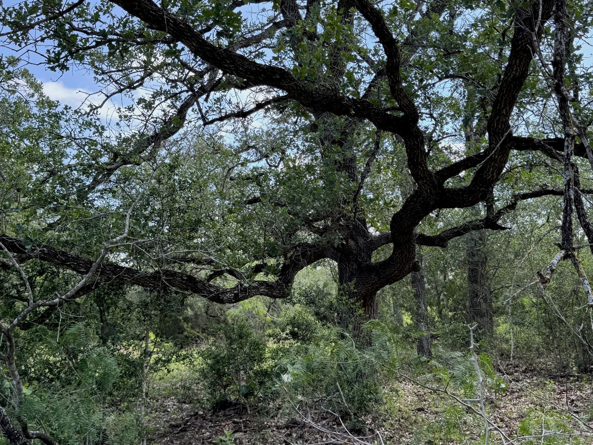 TBD County Road 482 Rd, Gonzales, TX 78629