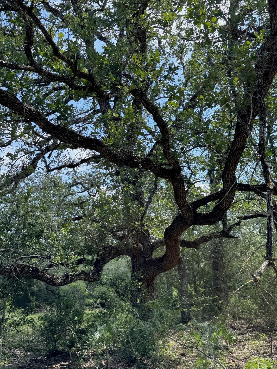 TBD County Road 482 Rd, Gonzales, TX 78629