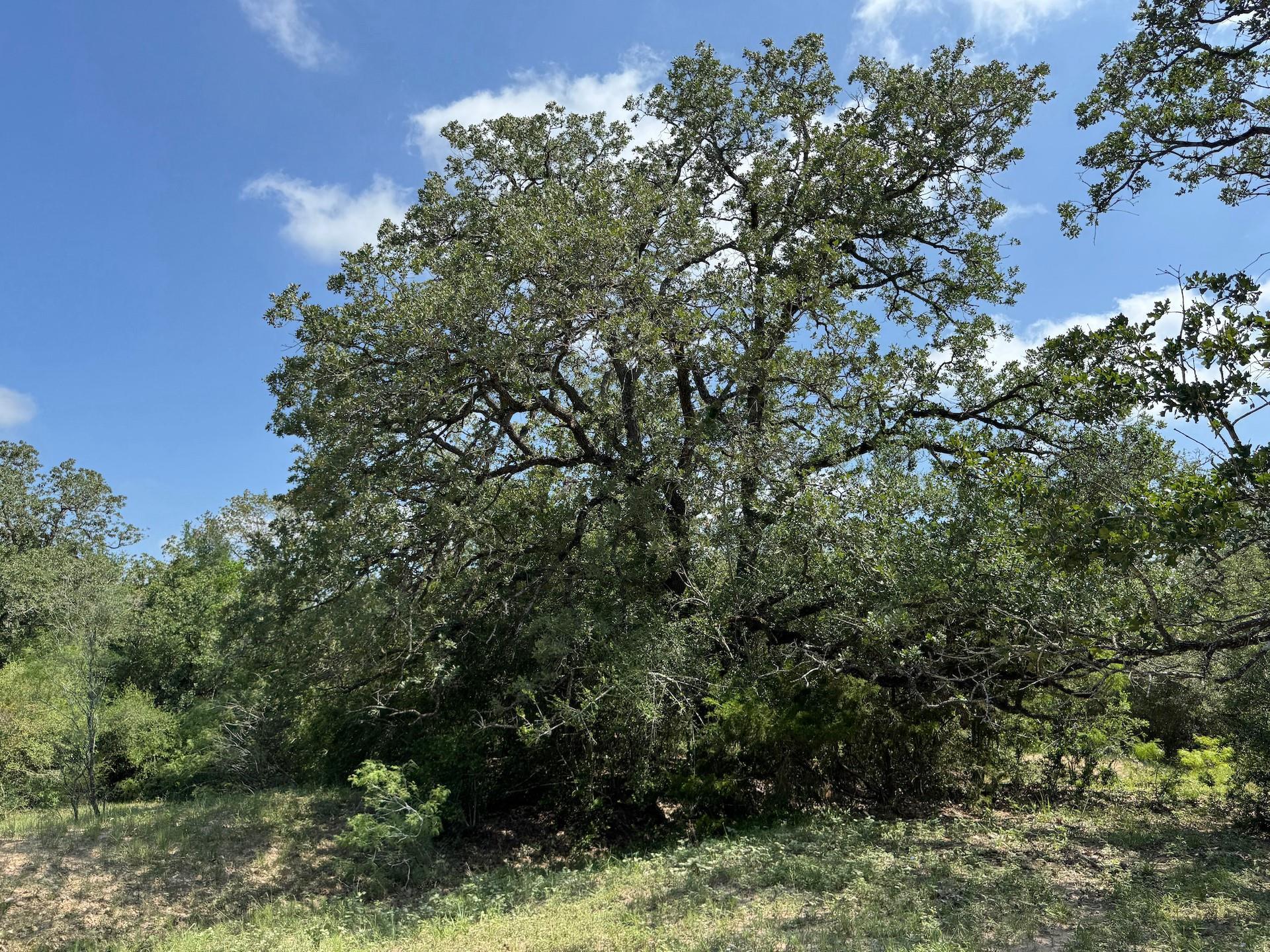 TBD County Road 482 Rd, Gonzales, TX 78629