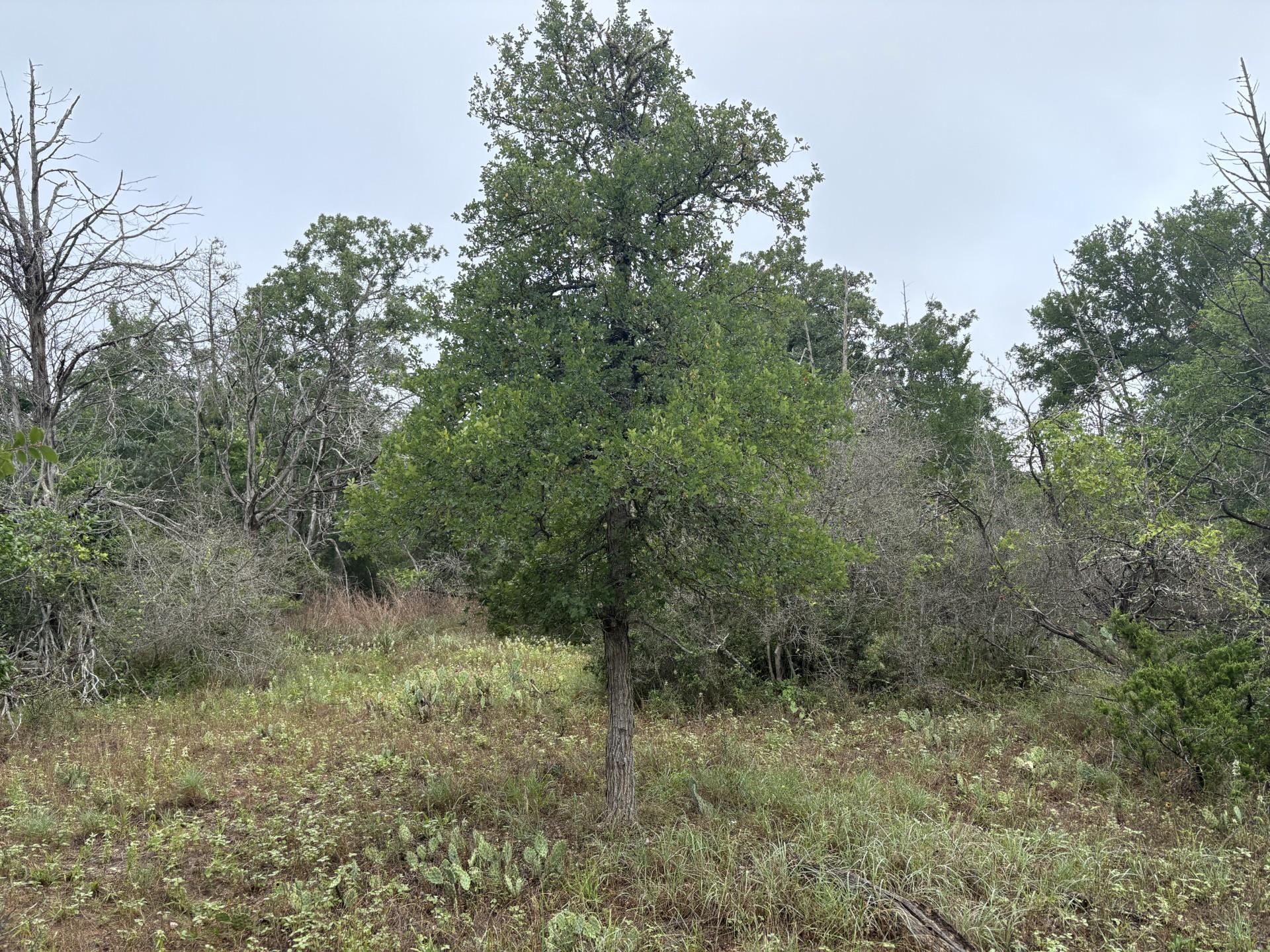 TBD Hanauma Dr, Bastrop, TX 78602