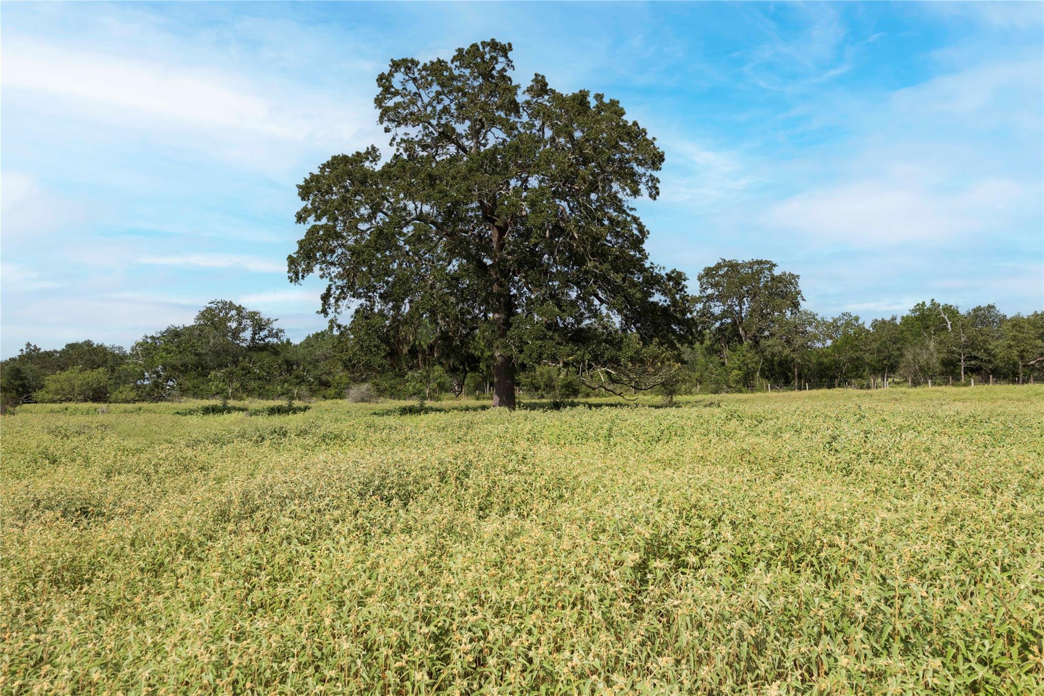 04 CR 212, Hallettsville, TX 77964