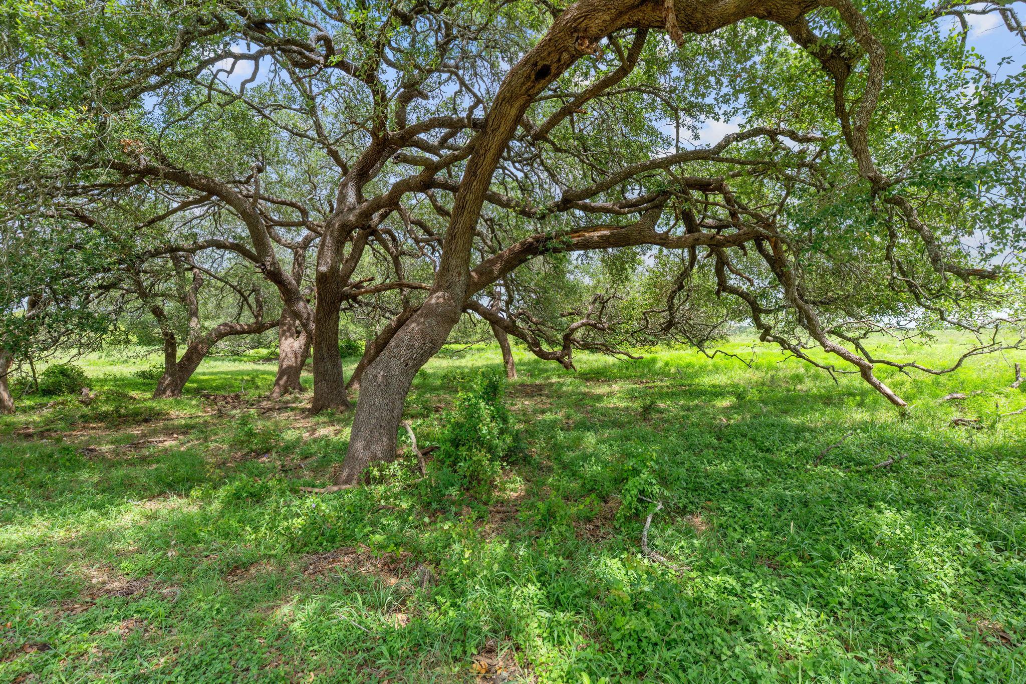 1381 Watterson Rd Rd, Red Rock, TX 78662