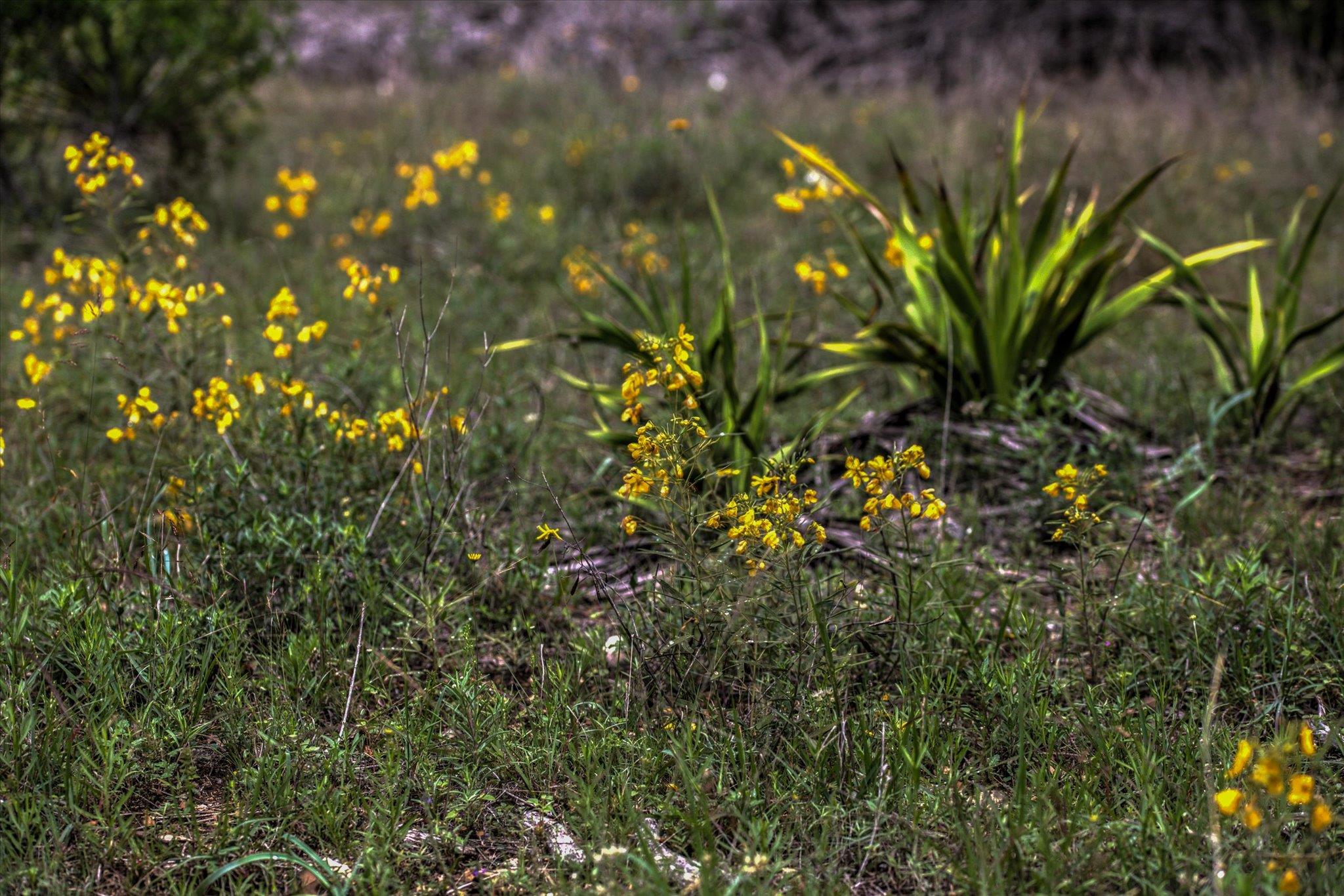 18333 Hidden Ridge Pl, Leander, TX 78645