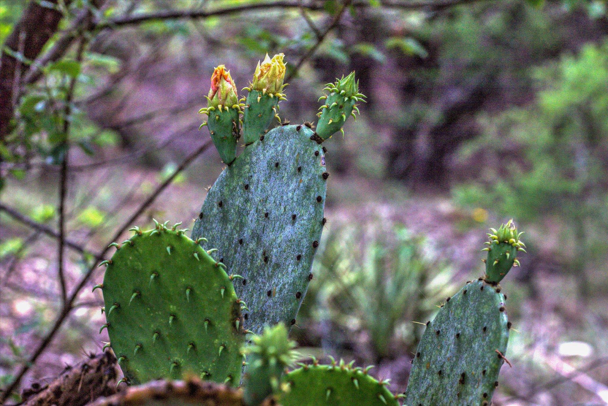 18333 Hidden Ridge Pl, Leander, TX 78645