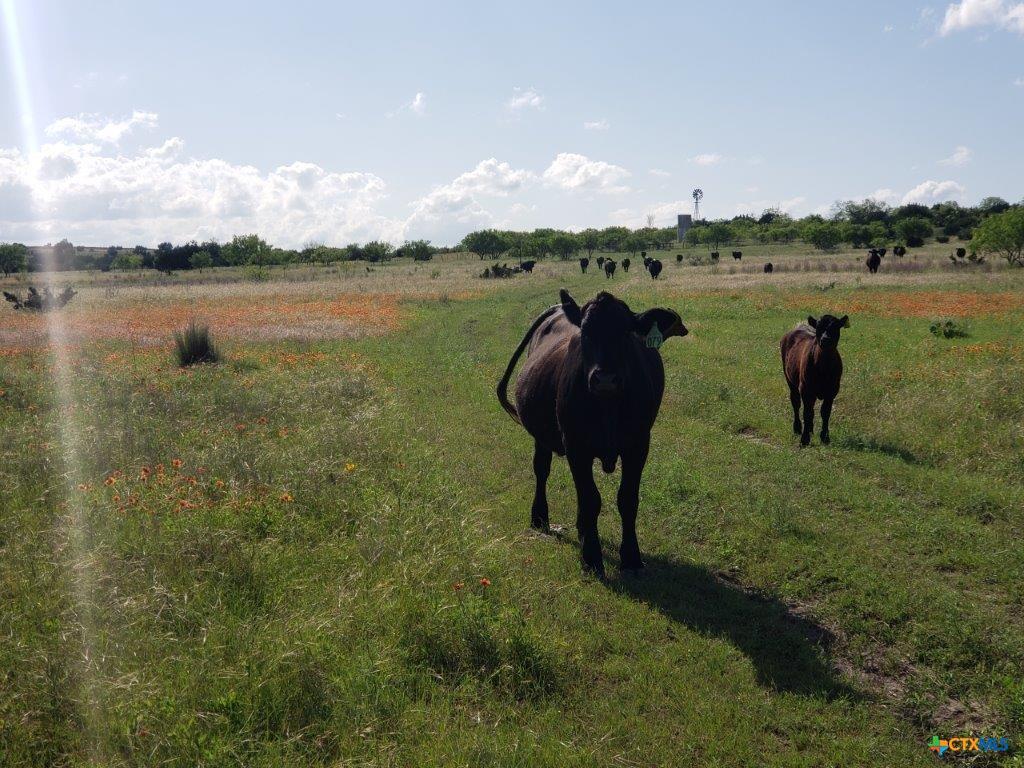Lot 4 CR 1255 Pitt Creek Ranch, Lampasas, TX 76550