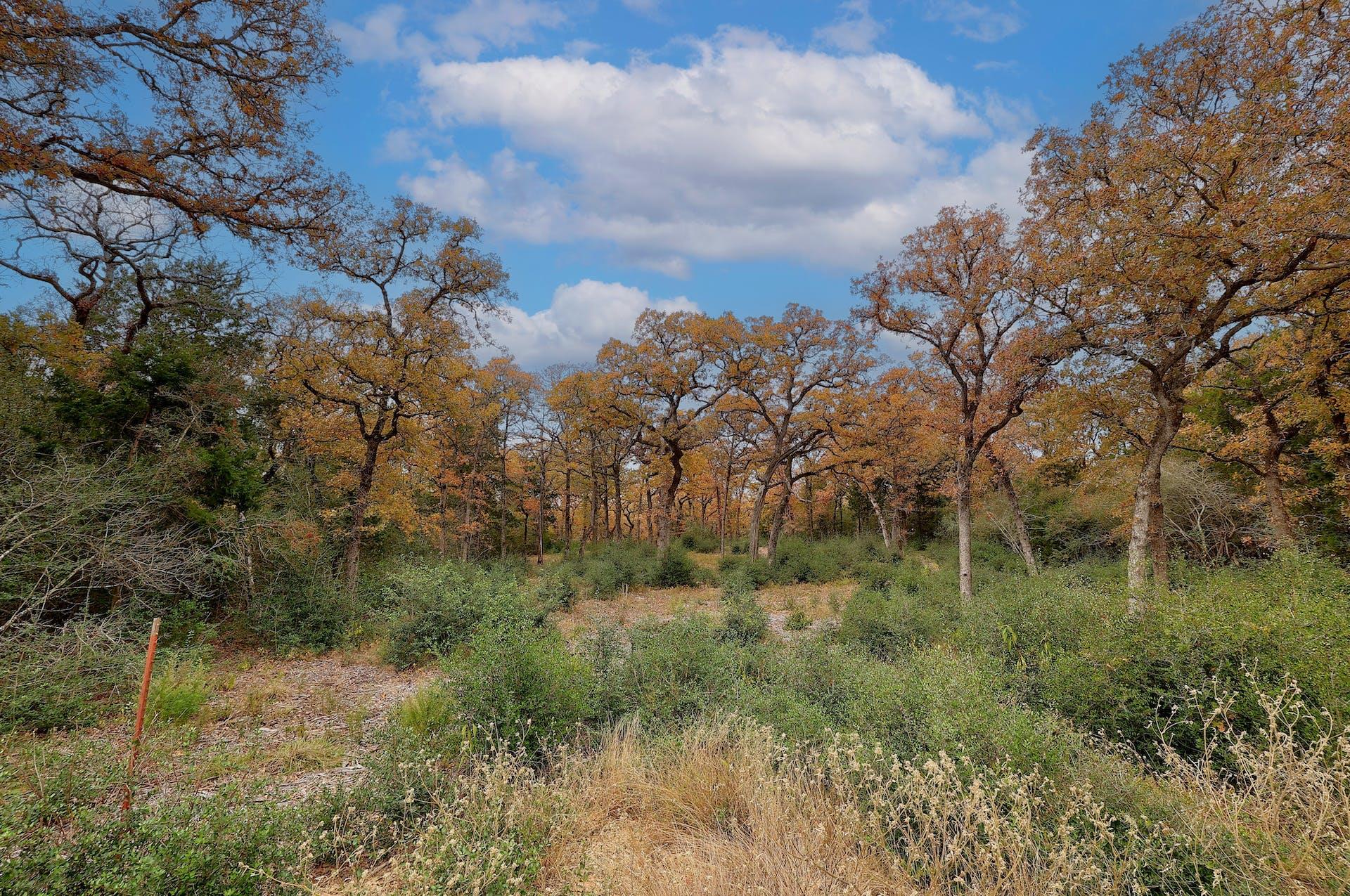 1563 County Road 312 Rd, Thrall, TX 76578