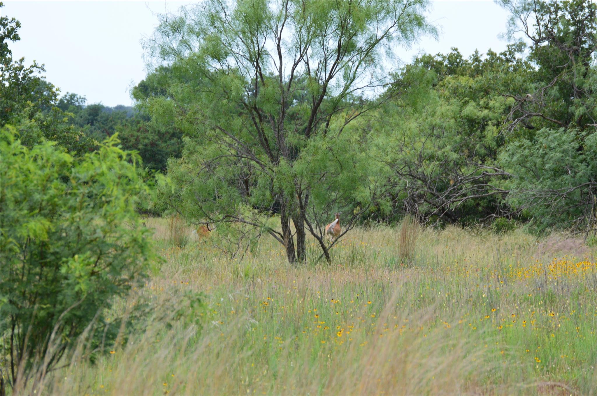 TBD County Road 400, Eastland, TX 76437