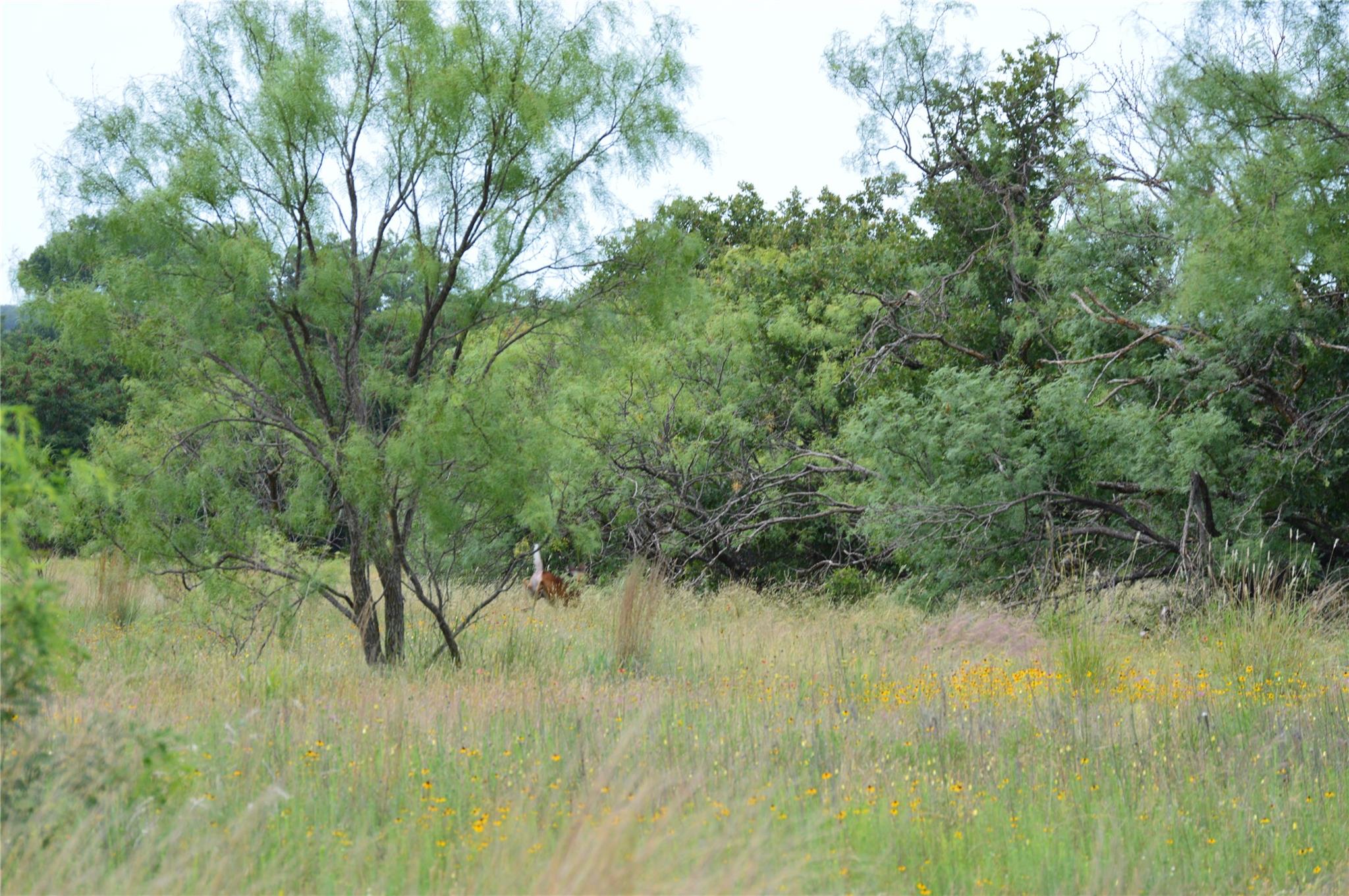 TBD County Road 400, Eastland, TX 76437