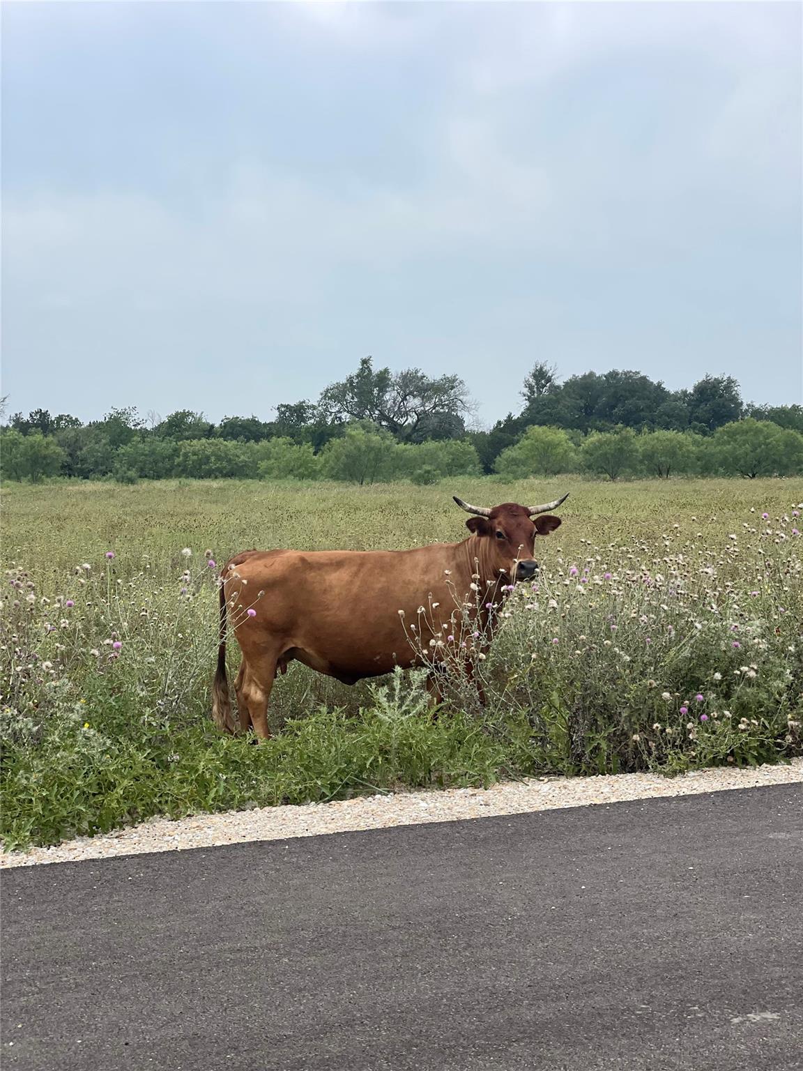 71 Pitchfork Ranch Rd, Copperas Cove, TX 76522