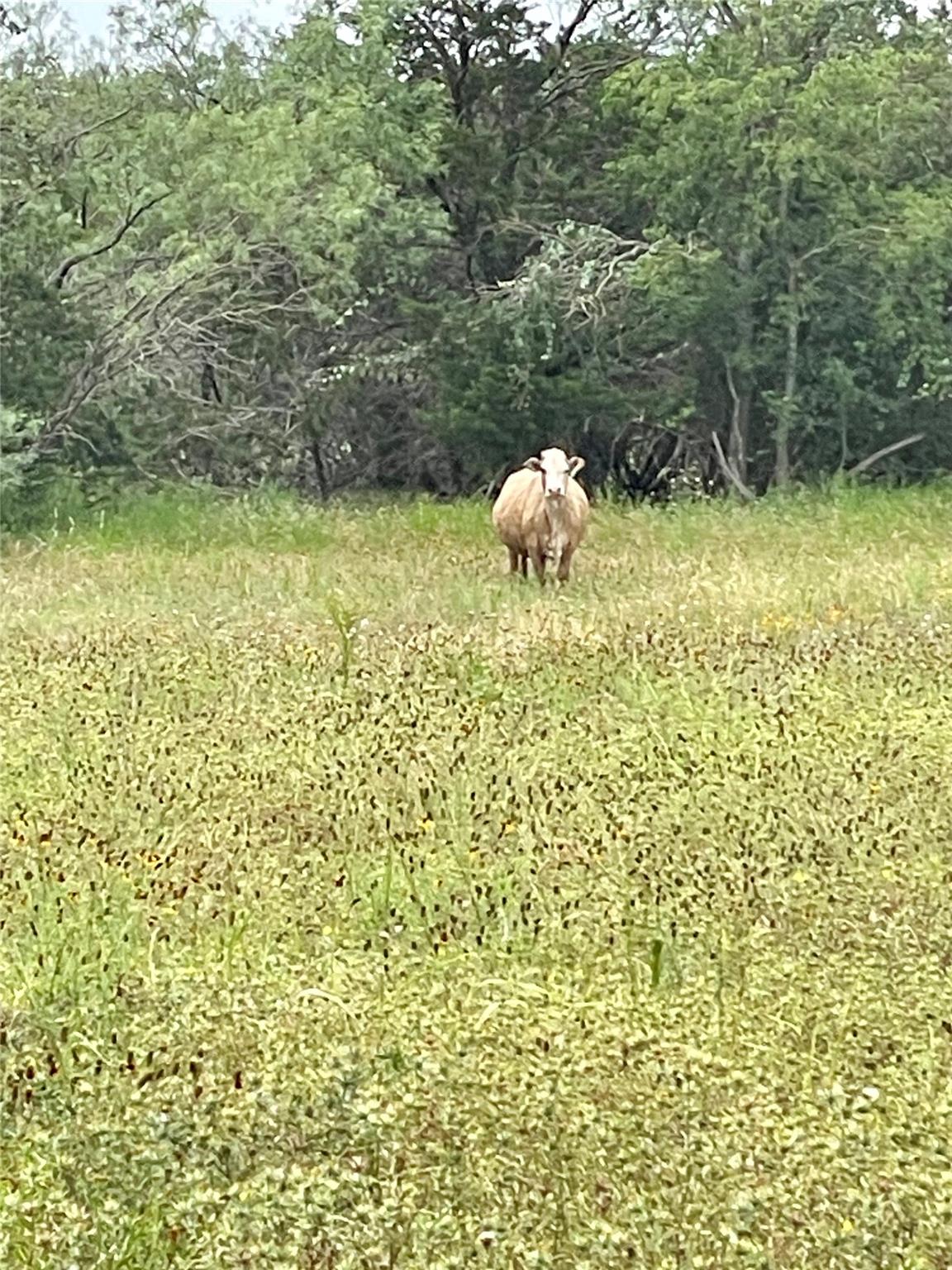 71 Pitchfork Ranch Rd, Copperas Cove, TX 76522