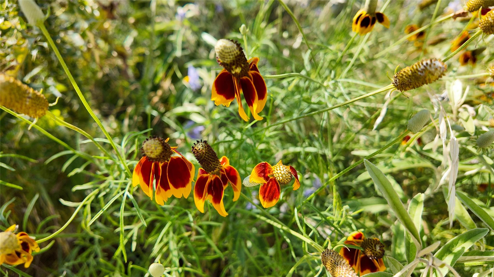 857 NW Dallas Josie Rd, Harper, TX 78631