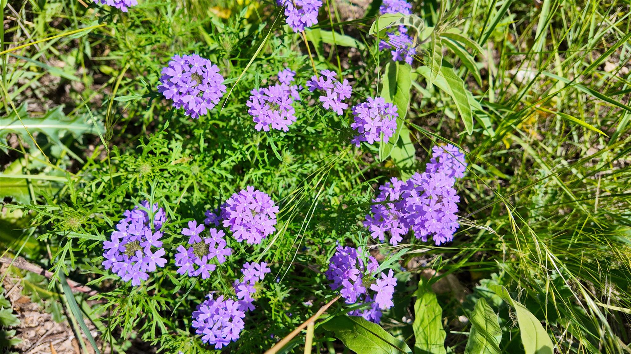 857 NW Dallas Josie Rd, Harper, TX 78631