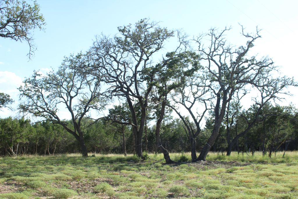 Lot-56 Travis Oaks Drive Dr, Marble Falls, TX 78654