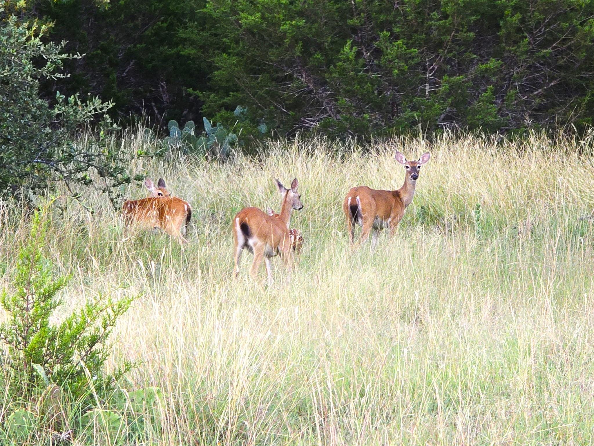 725 CR 206, Lampasas, TX 76550