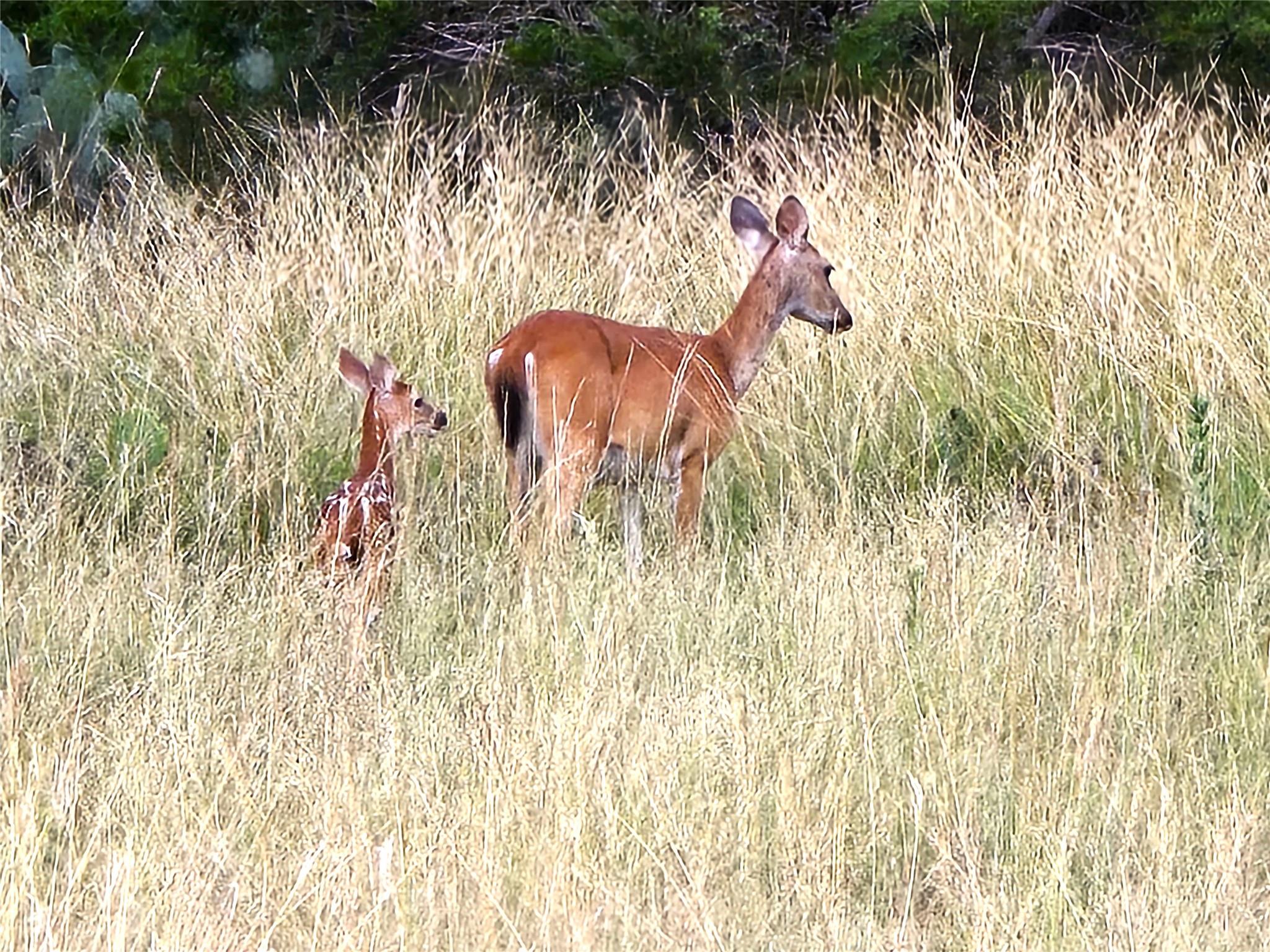 725 CR 206, Lampasas, TX 76550