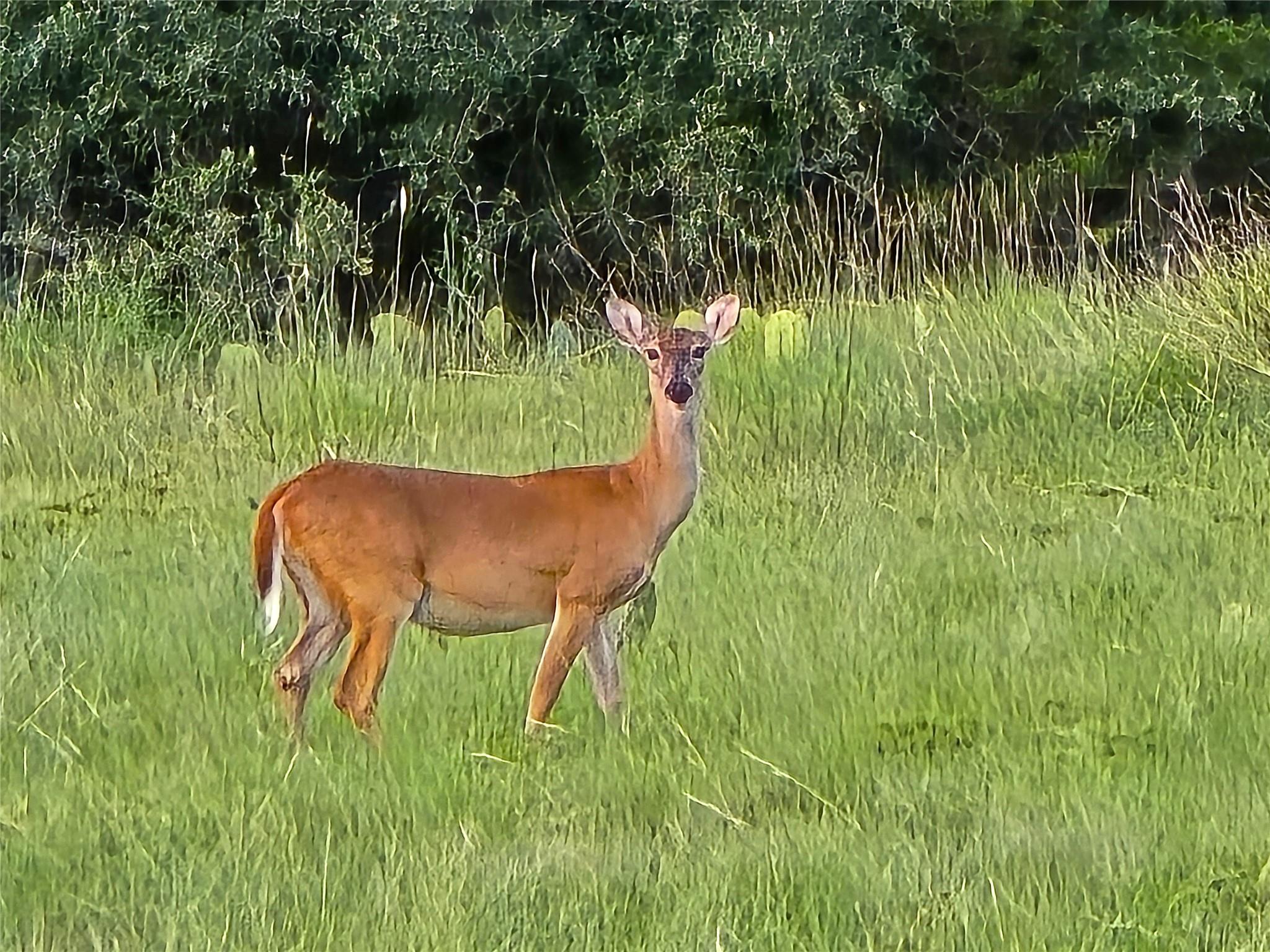 725 CR 206, Lampasas, TX 76550